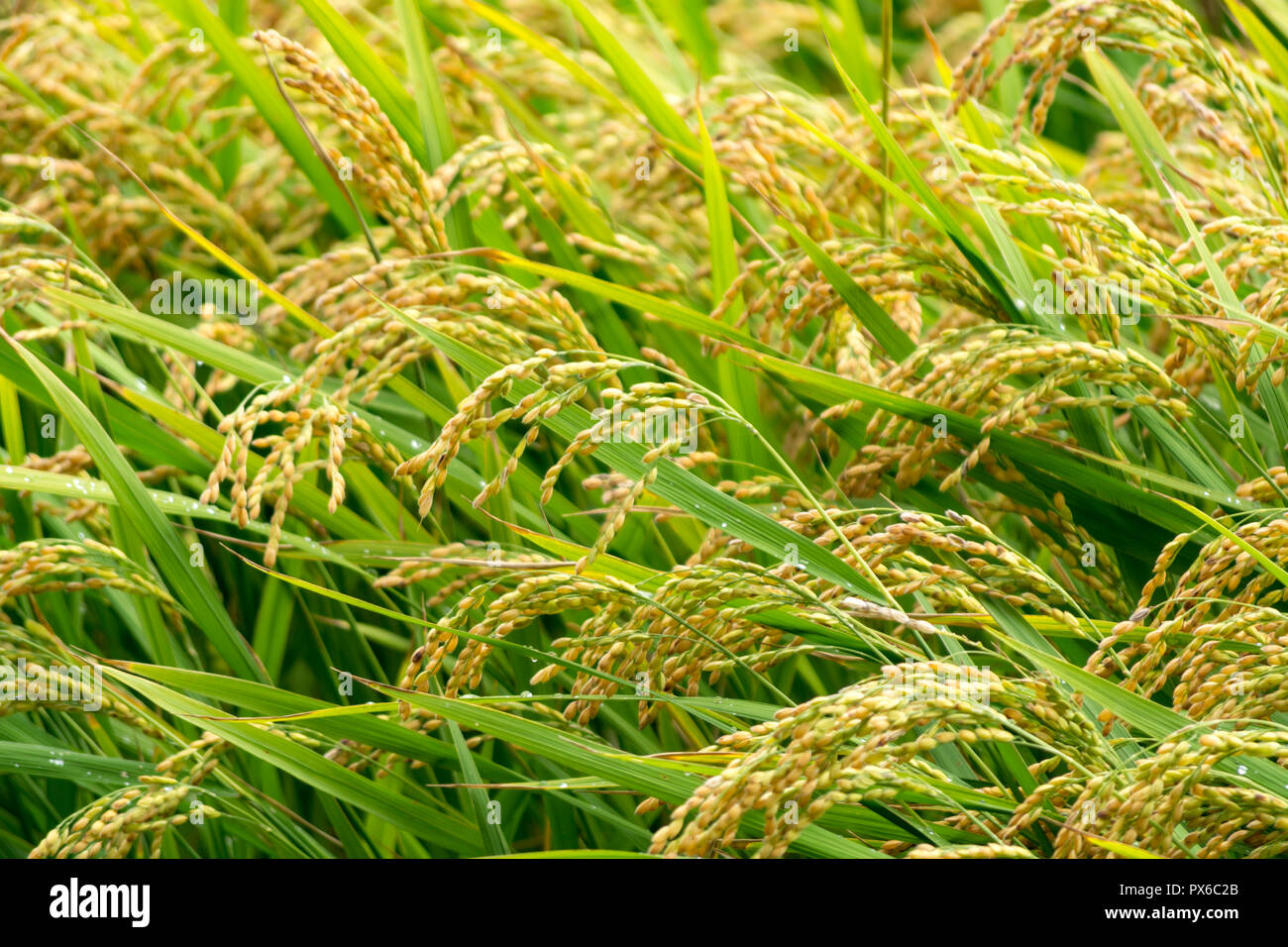 Anbau von Reis Getreide im Süden Frankreich, Camargue. Reis Plantage im Sommer. Stockfoto