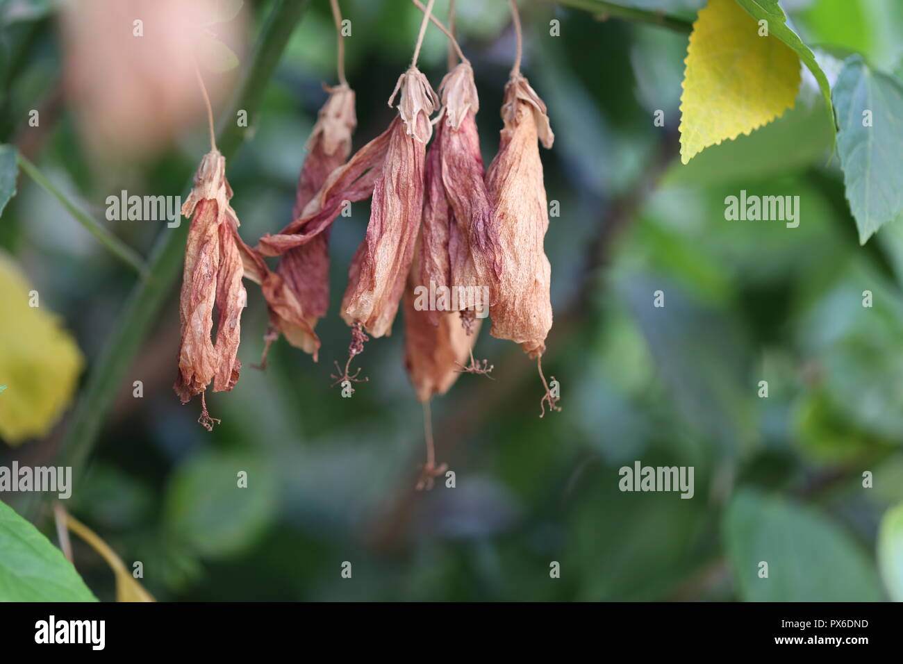 Trockene Hibiskus Blumen. Getrocknete rote Hibiscus rosa-sinensis Blumen hängend vor der heraus fallen. Die grünen Strauch im Hintergrund. Stockfoto