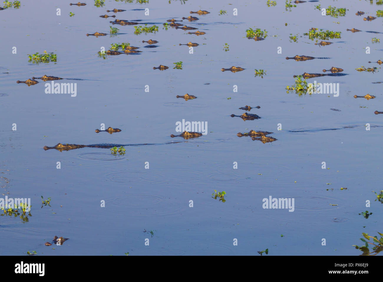 Kaiman schwimmt auf der Oberfläche des Wassers im Pantanal, Brasilien. Brasilianischen Tierwelt. Stockfoto