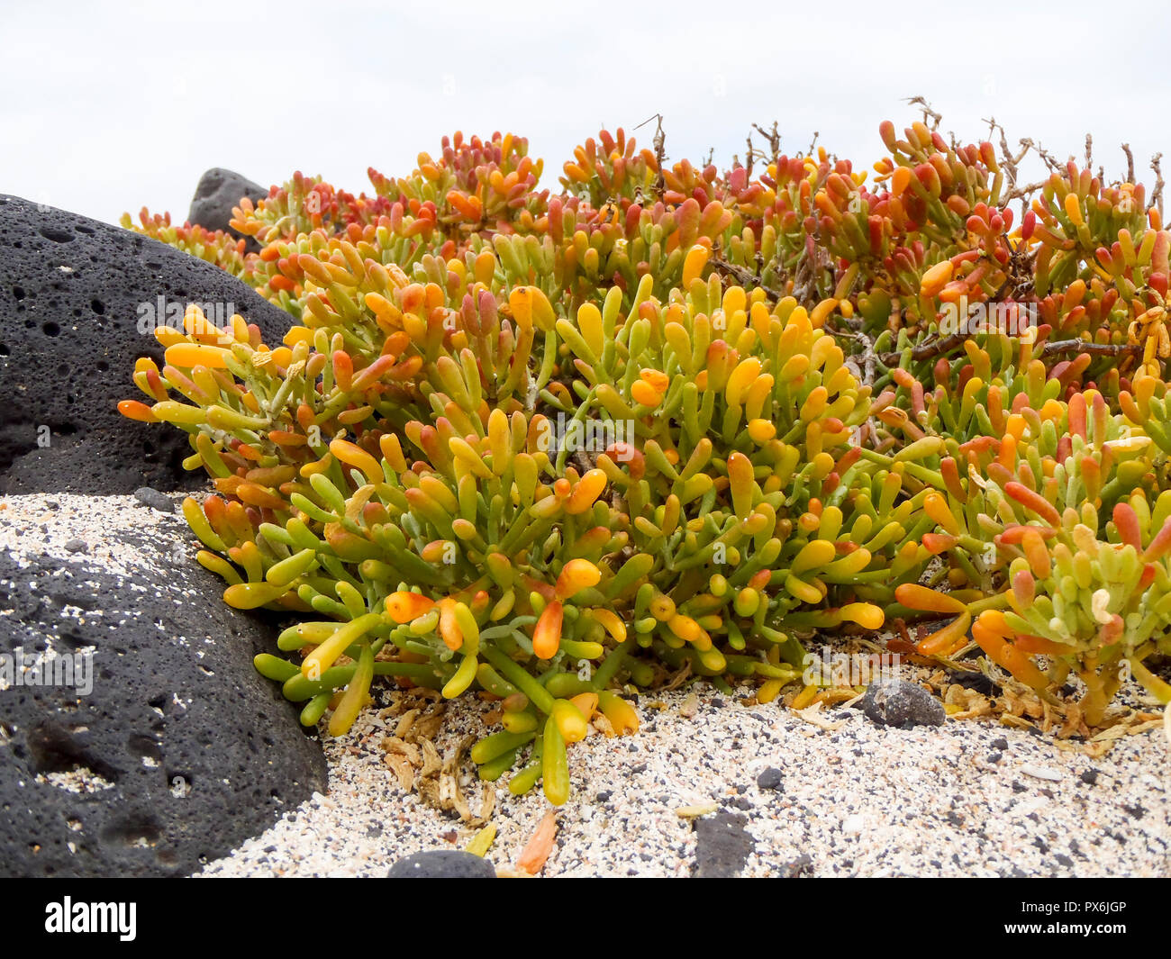 Lanzarote, Spanien - Juni 1, 2017: natürliche Fette pflanzen zwischen Felsen und Sand gewachsen Stockfoto