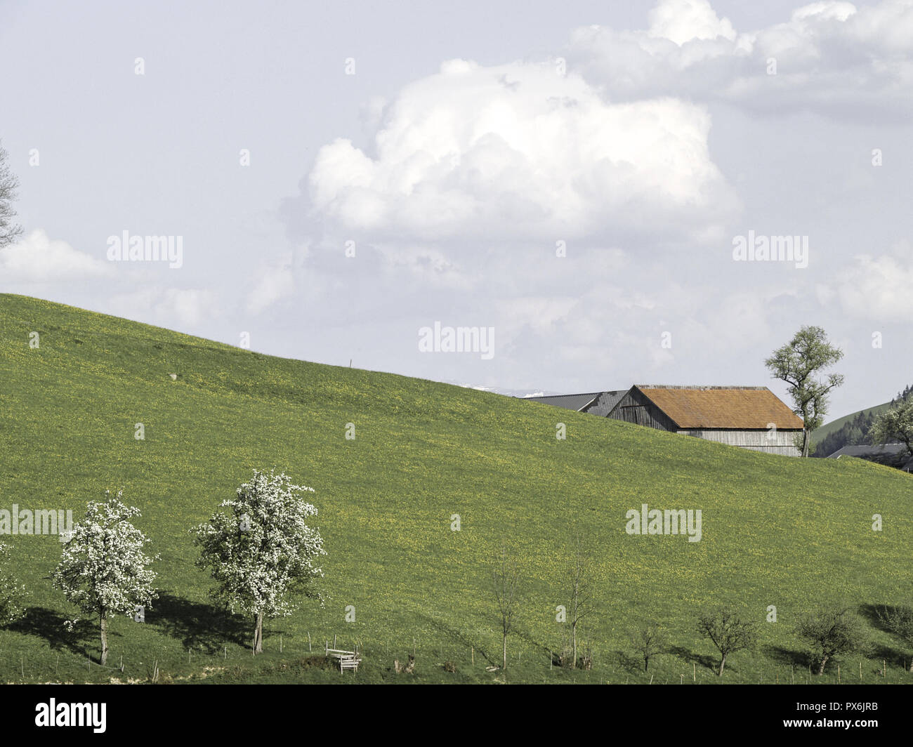 Bauernhof auf einem Hügel, Löwenzahn Weide, Birnbaum blühend, Österreich, Niederösterreich, Mostviertel Stockfoto