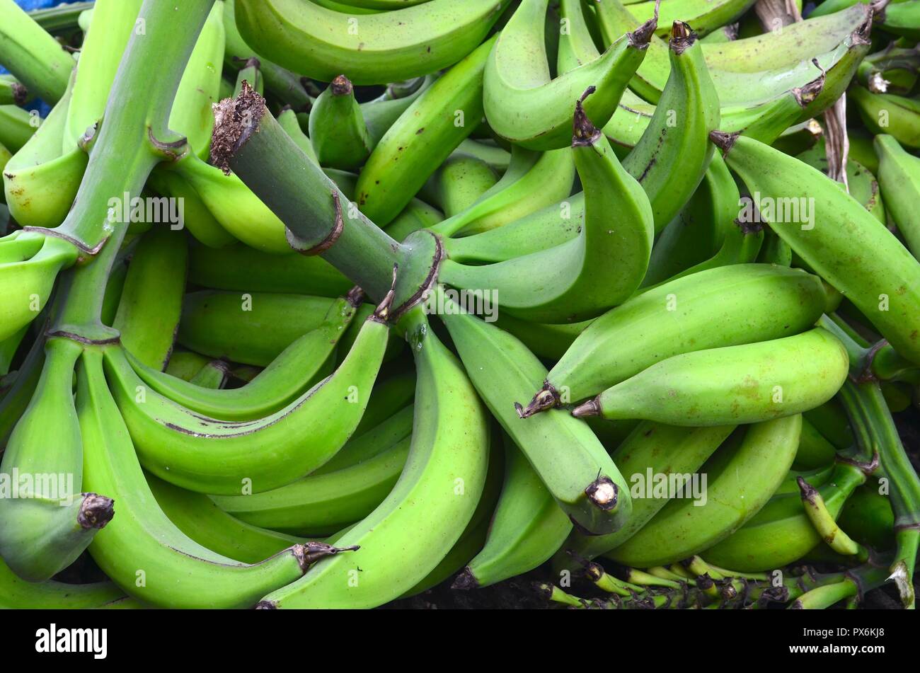 Große Haufen von grünen Bananen, Puerto Rican Wegerich Farm, frische Ernte der grüne Mehlbananen Stockfoto