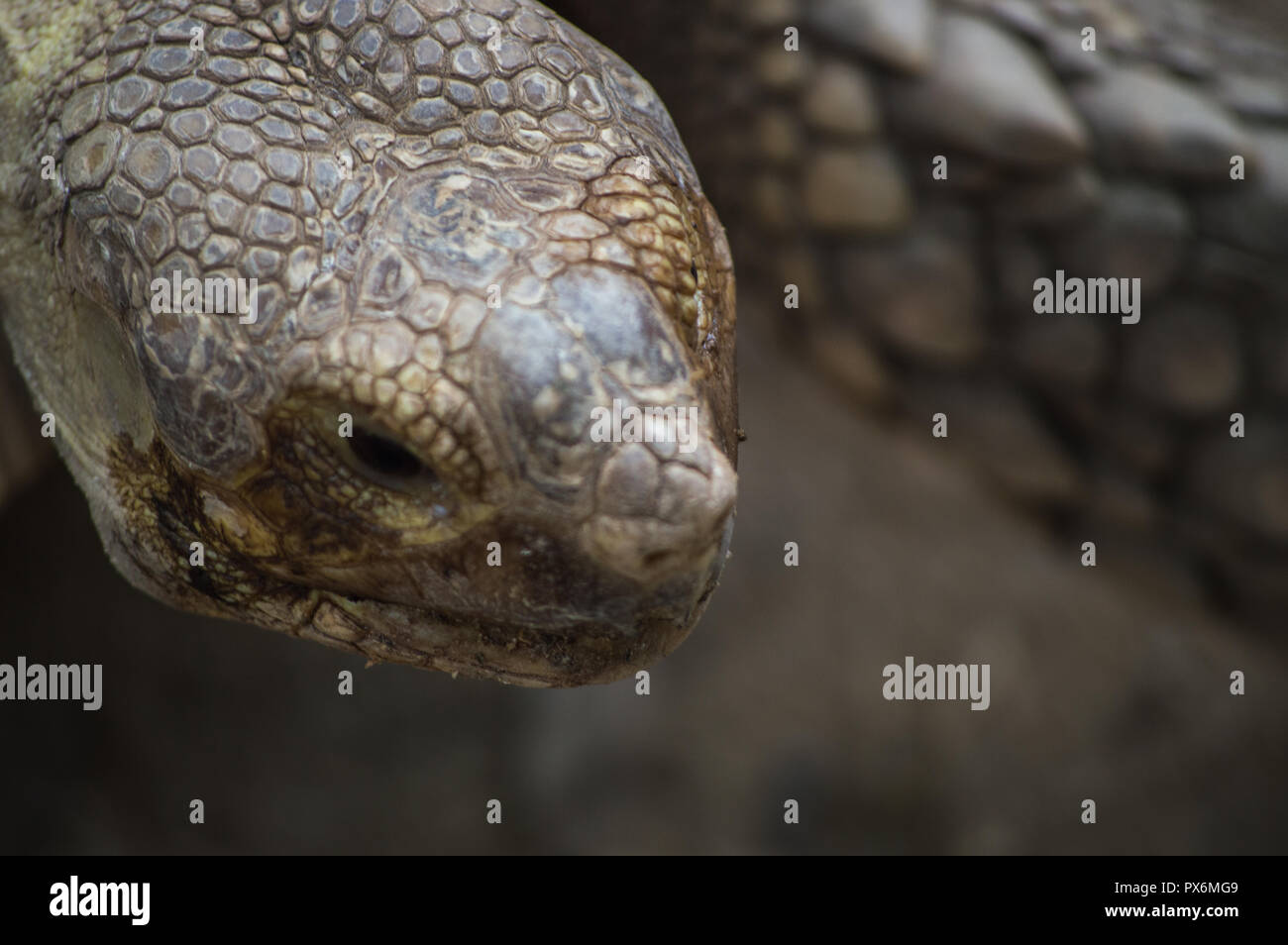 Chiang Mai, Thailand - Juli 1, 2018: In Chiang Mai Zoo, Sulcata Schildkröte. Stockfoto