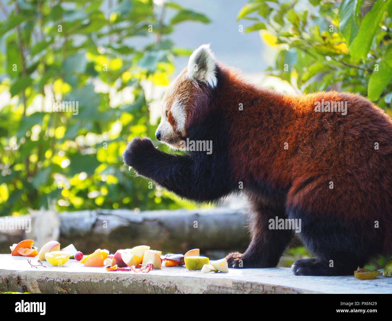 Ein Roter Panda Essen Stockfoto