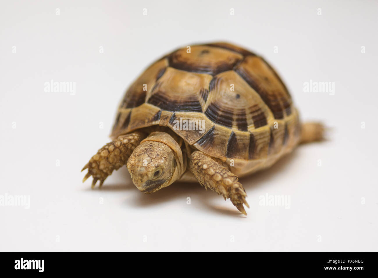 Baby Turtle. kleine Schildkröte. Kopf footed Schildkröte. Schildkröte auf weißem Hintergrund - Push up Stockfoto
