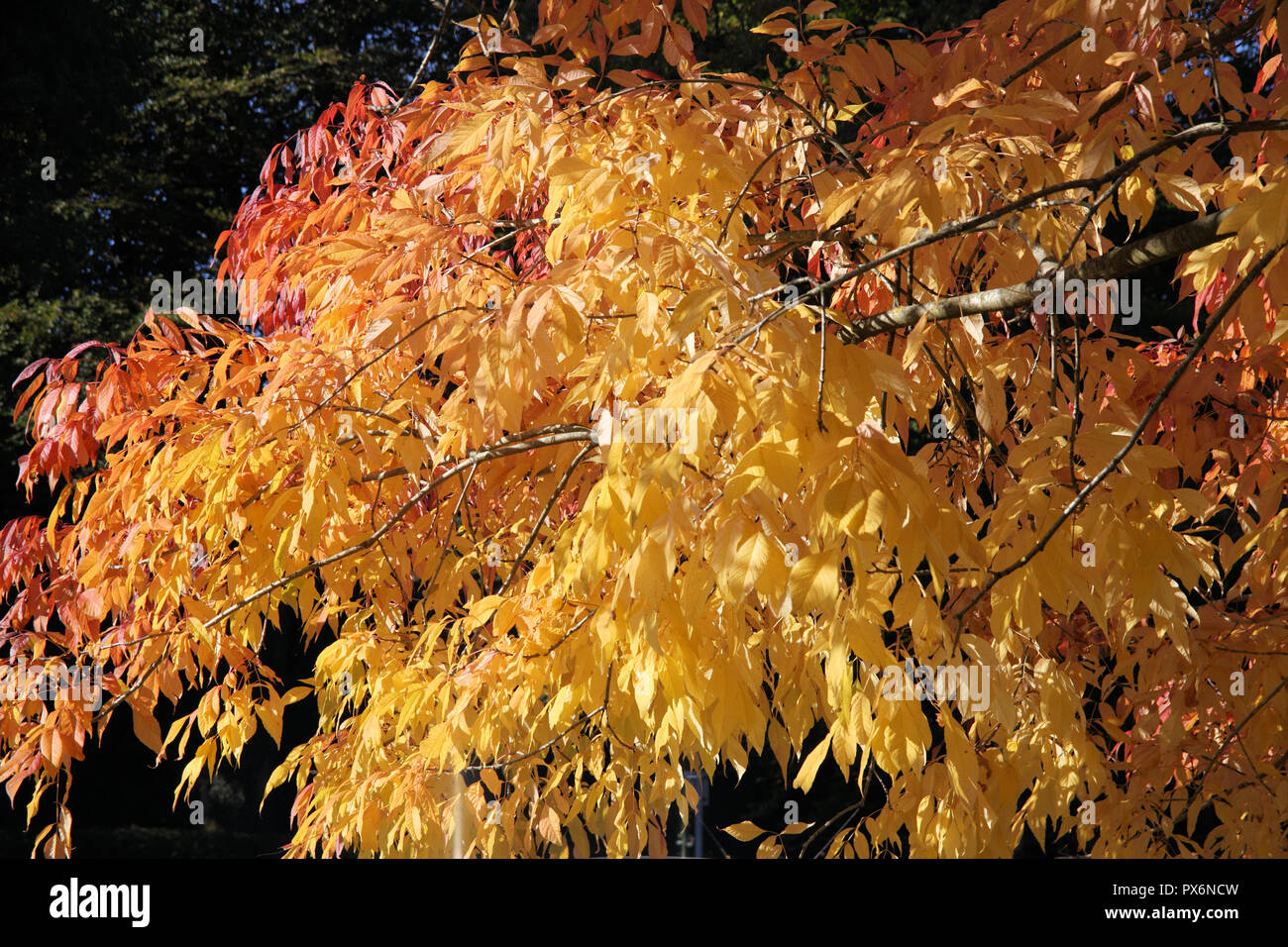Drei Bäume in Herbstfarben im Oktober in St Austell Cornwall in Großbritannien nur 2 Tage nach dem Foto wurde ein Sturm alle Blätter von den Bäumen. Stockfoto
