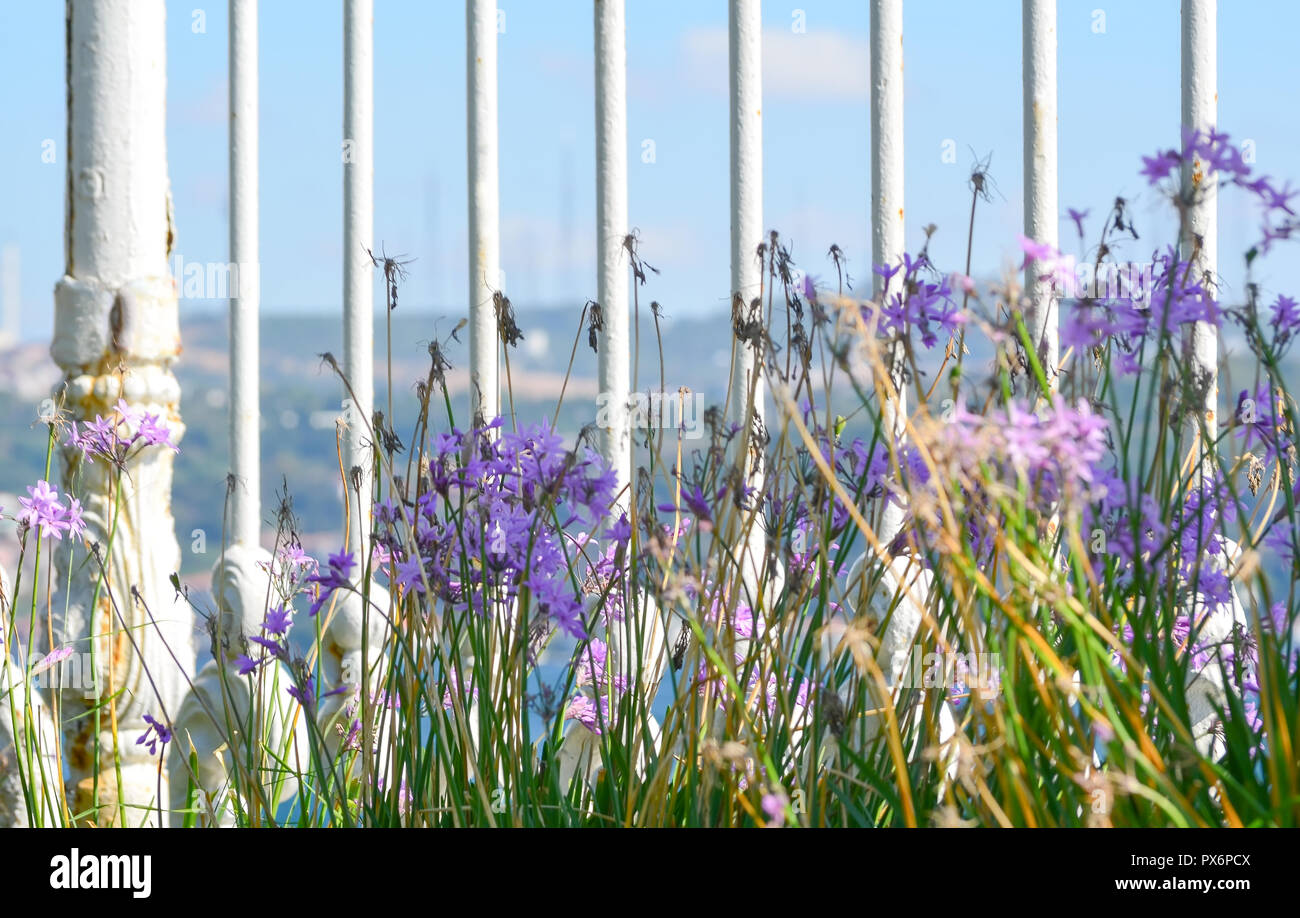 Ein Blick auf den Bosporus durch lila Blumen und einem weißen Gitter Nahaufnahme. Soft Focus. Stockfoto