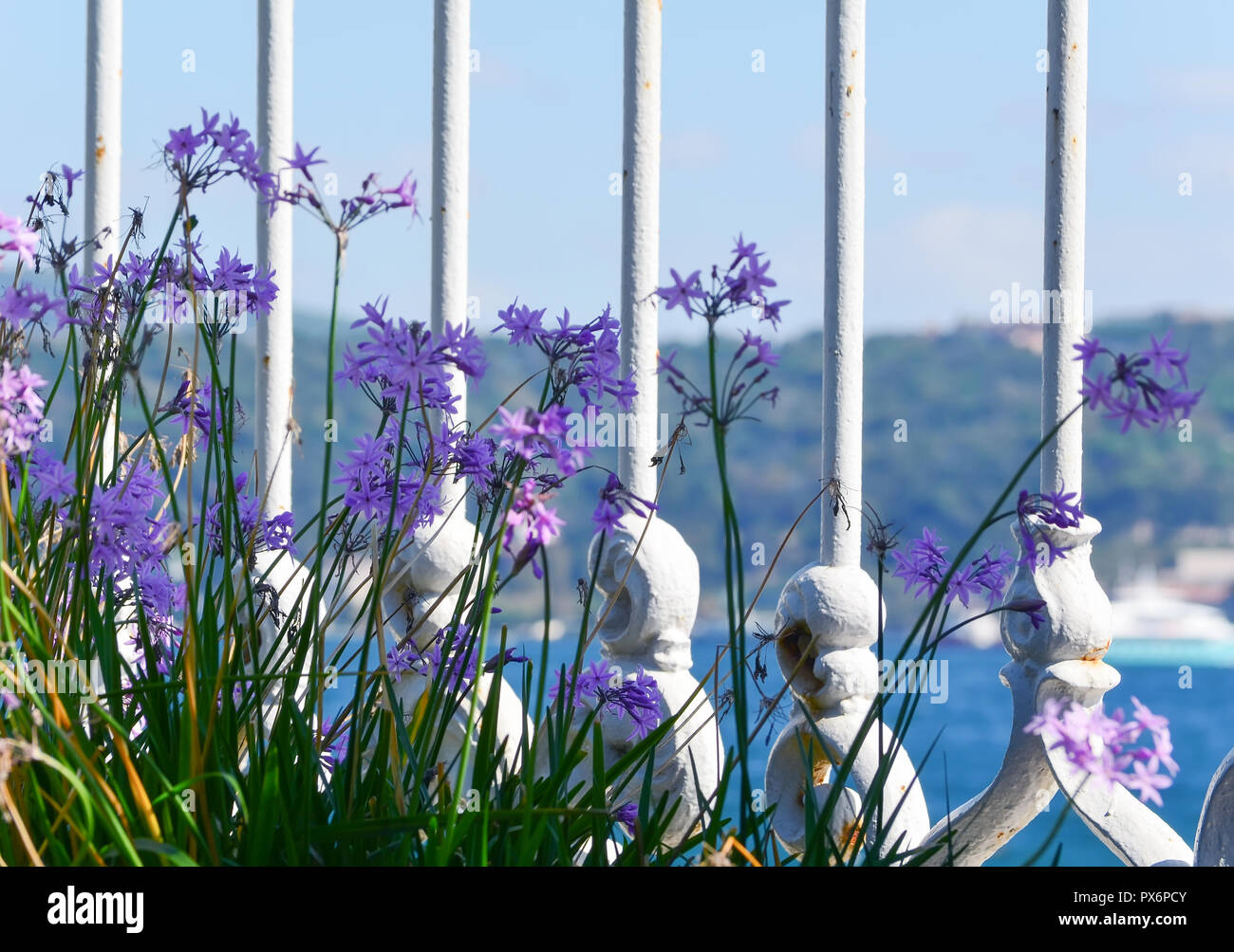 Ein Blick auf den Bosporus durch lila Blumen und einem weißen Gitter Nahaufnahme. Soft Focus. Stockfoto