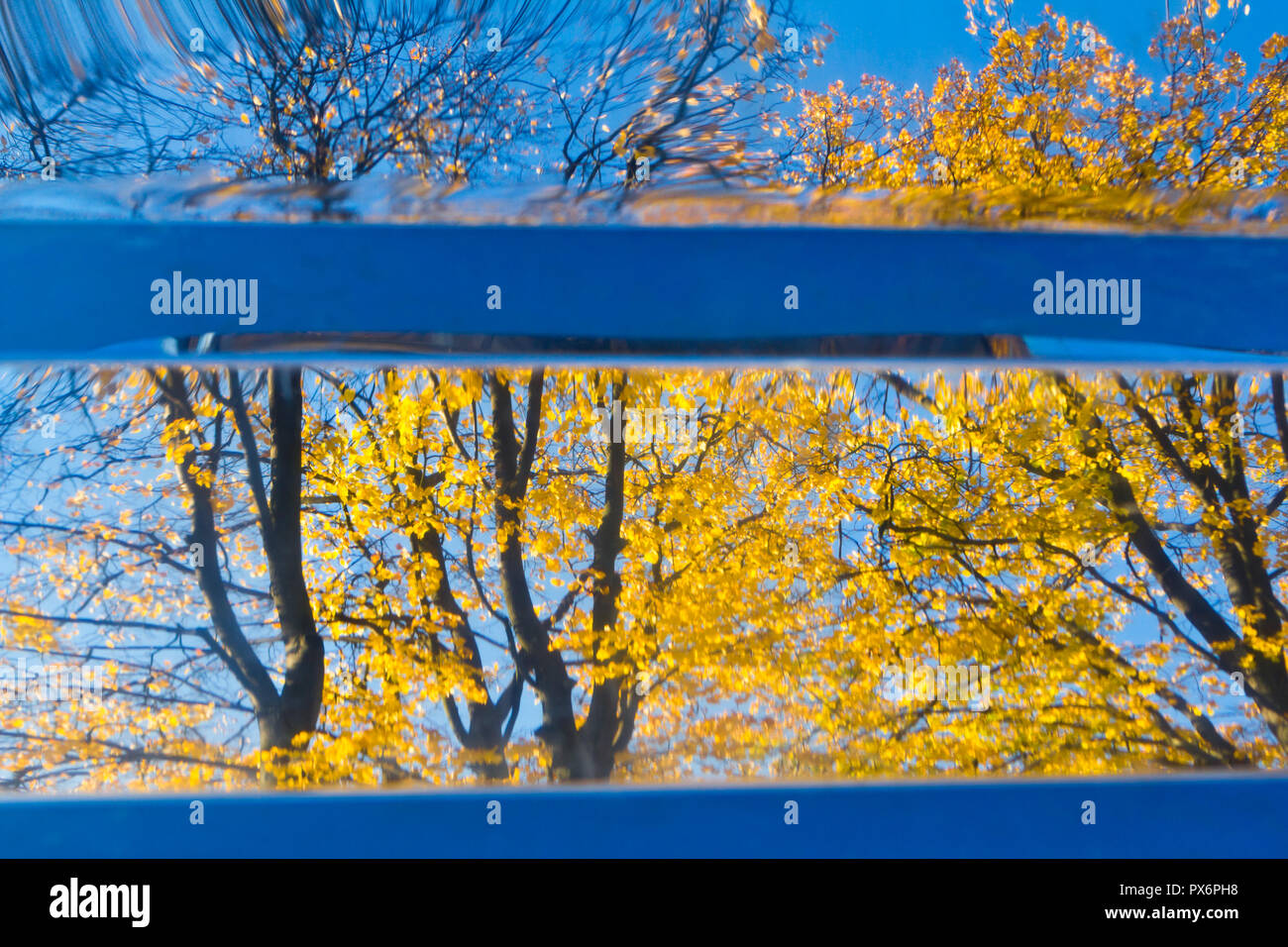 Reflexion der hellen gelben Ahorn Blätter im Herbst Stockfoto