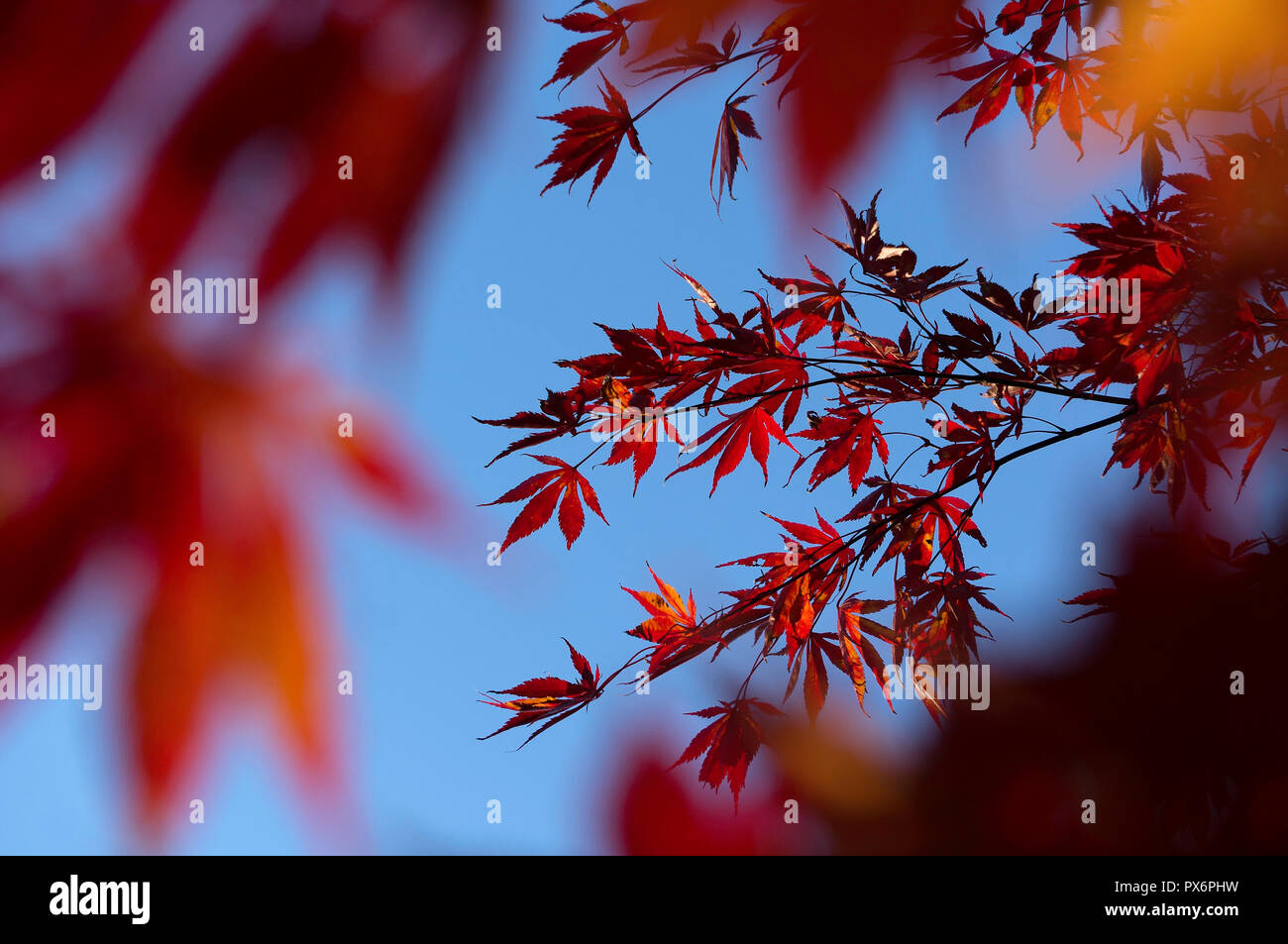 Japanischer Ahorn Zweig im Herbst Stockfoto
