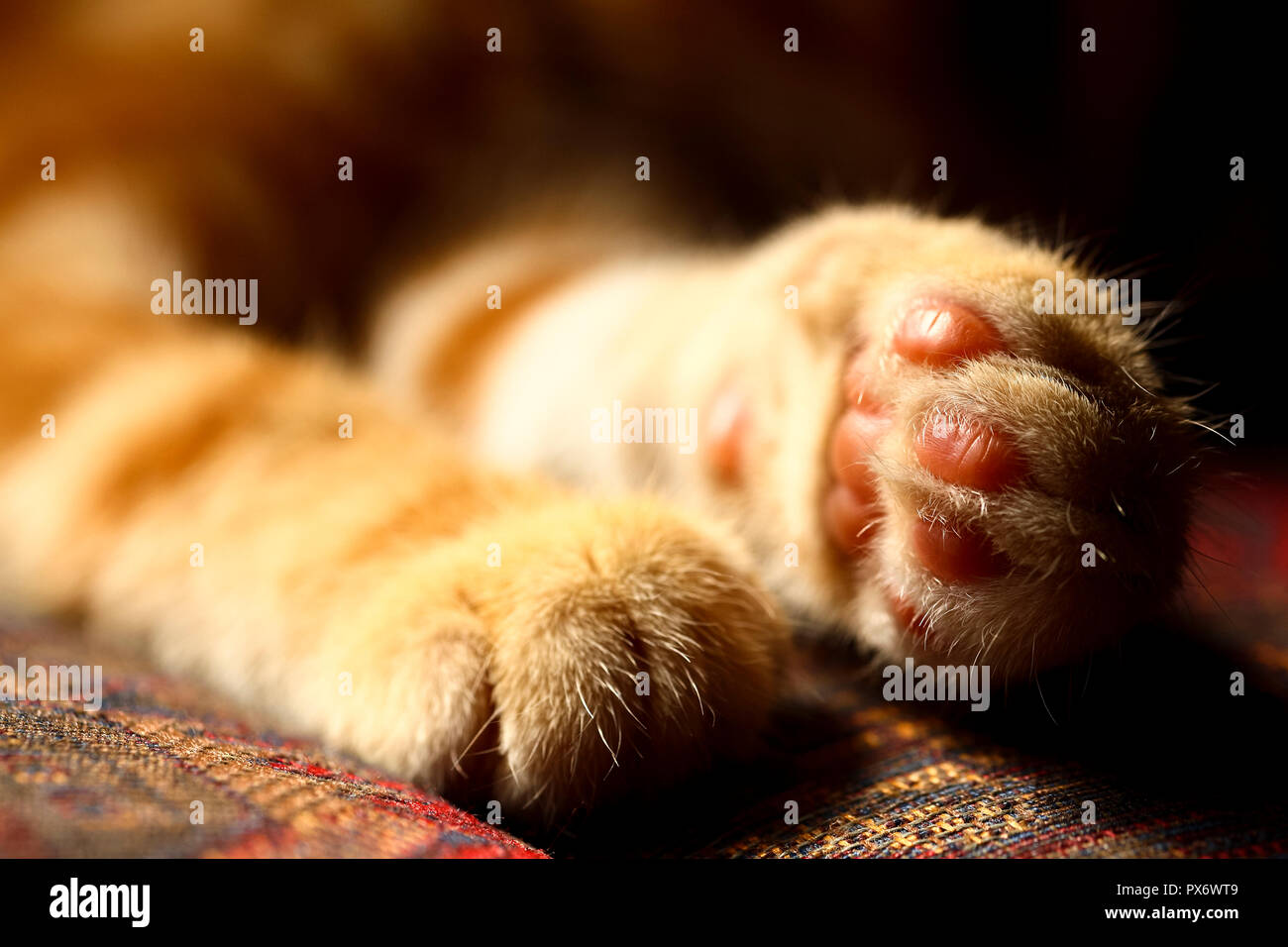 Nahaufnahme eines Makrele Tabby Katzen Pfoten in Soft Focus Stockfoto