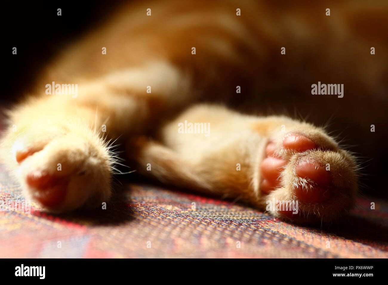 Nahaufnahme eines Makrele Tabby Katzen zurück Füße in Soft Focus Stockfoto