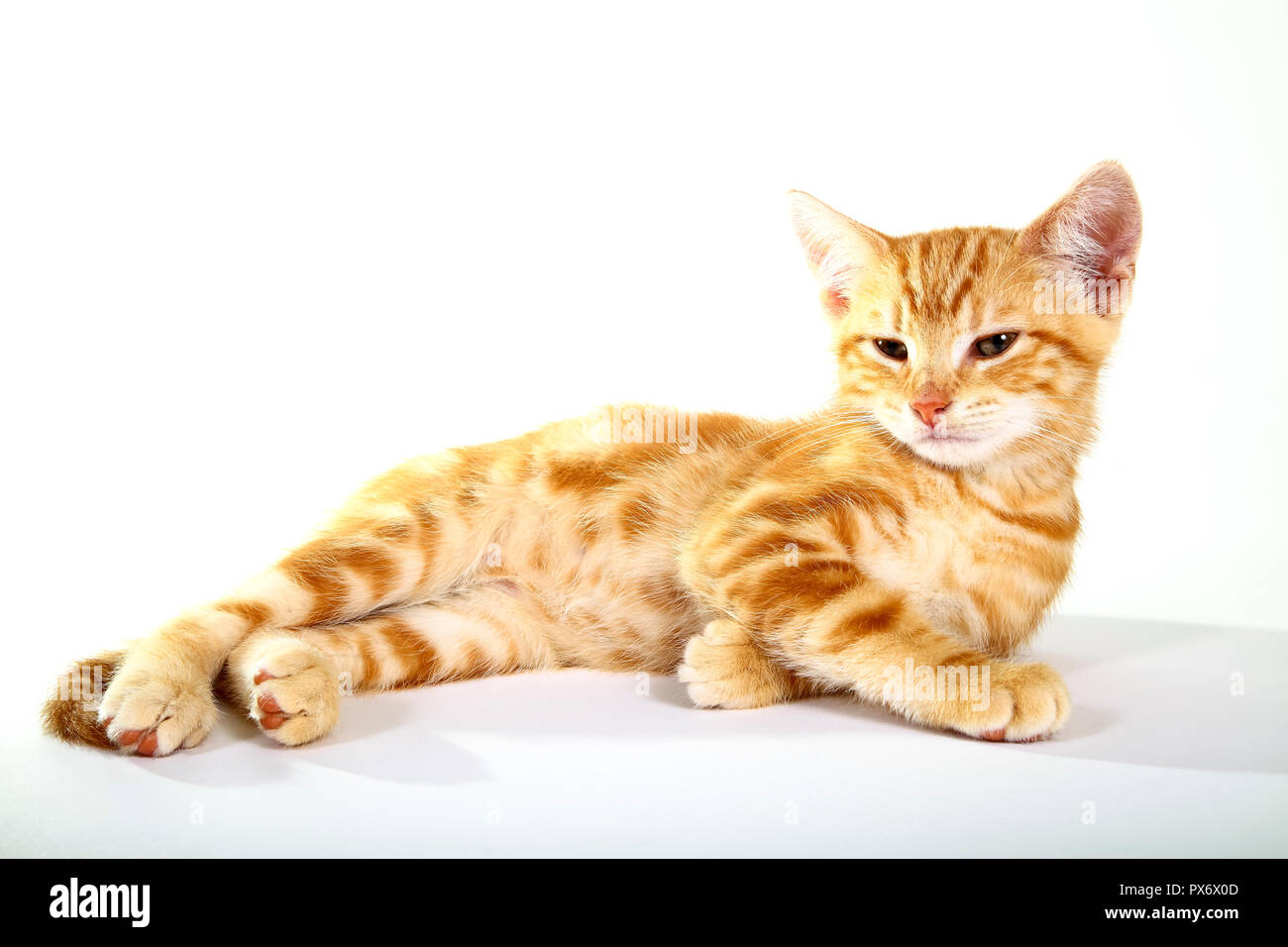 Ingwer Mackerel Tabby Kitten auf weißem Hintergrund Stockfoto