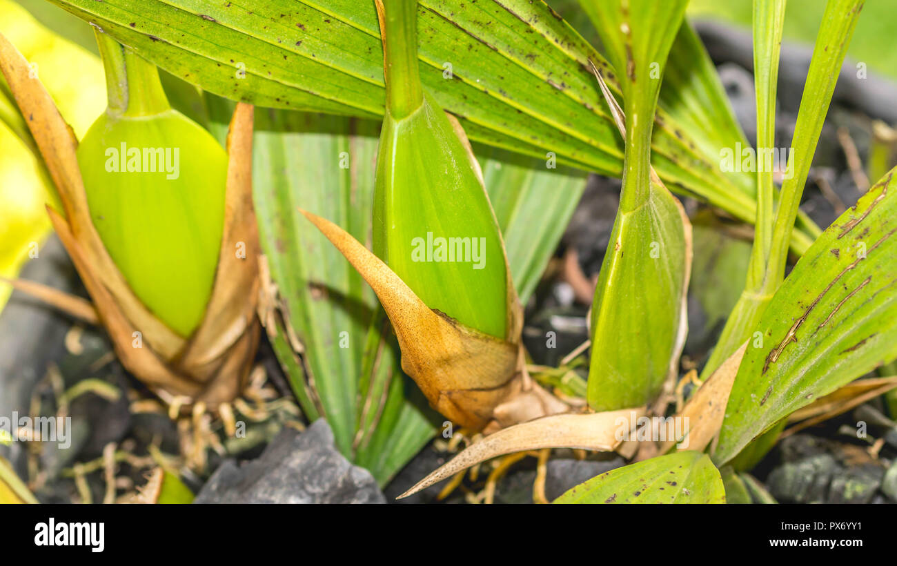 Glühlampe der Coelogyne pandurata, Black Orchid, endemischen und gefährdeten Arten von Ost Borneo, Indonesien Stockfoto