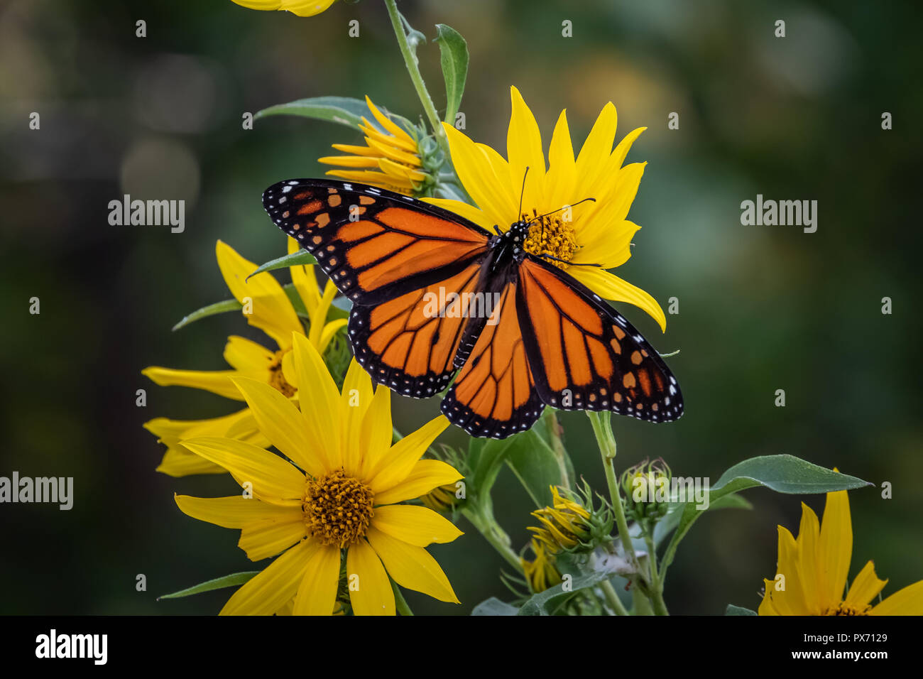 Ein Monarchfalter Danaus Plexippus Auf Sonnenblumen Gehockt Stockfotografie Alamy