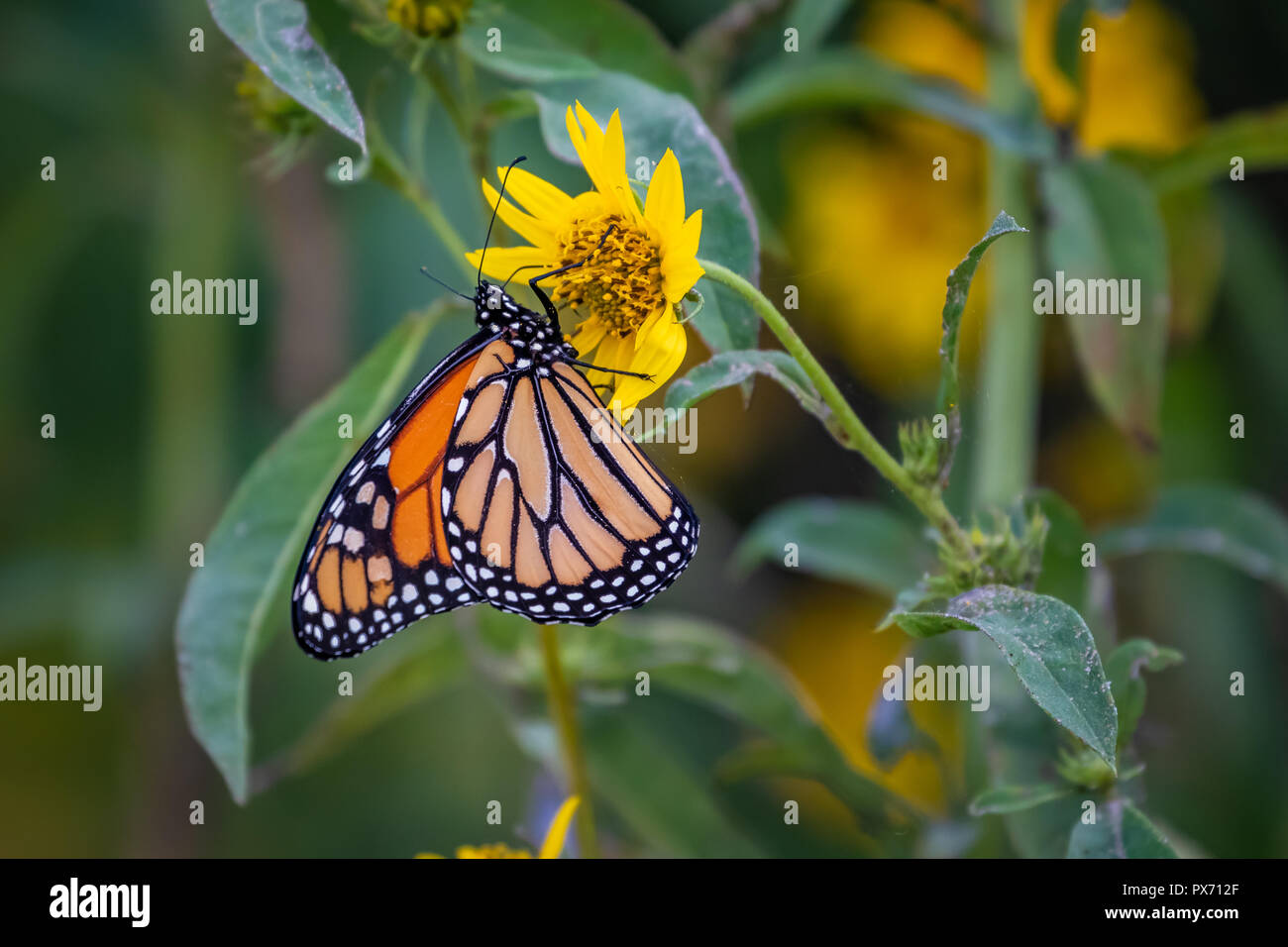 Monarch Butterflies Sky Stockfotos Und Bilder Kaufen Alamy