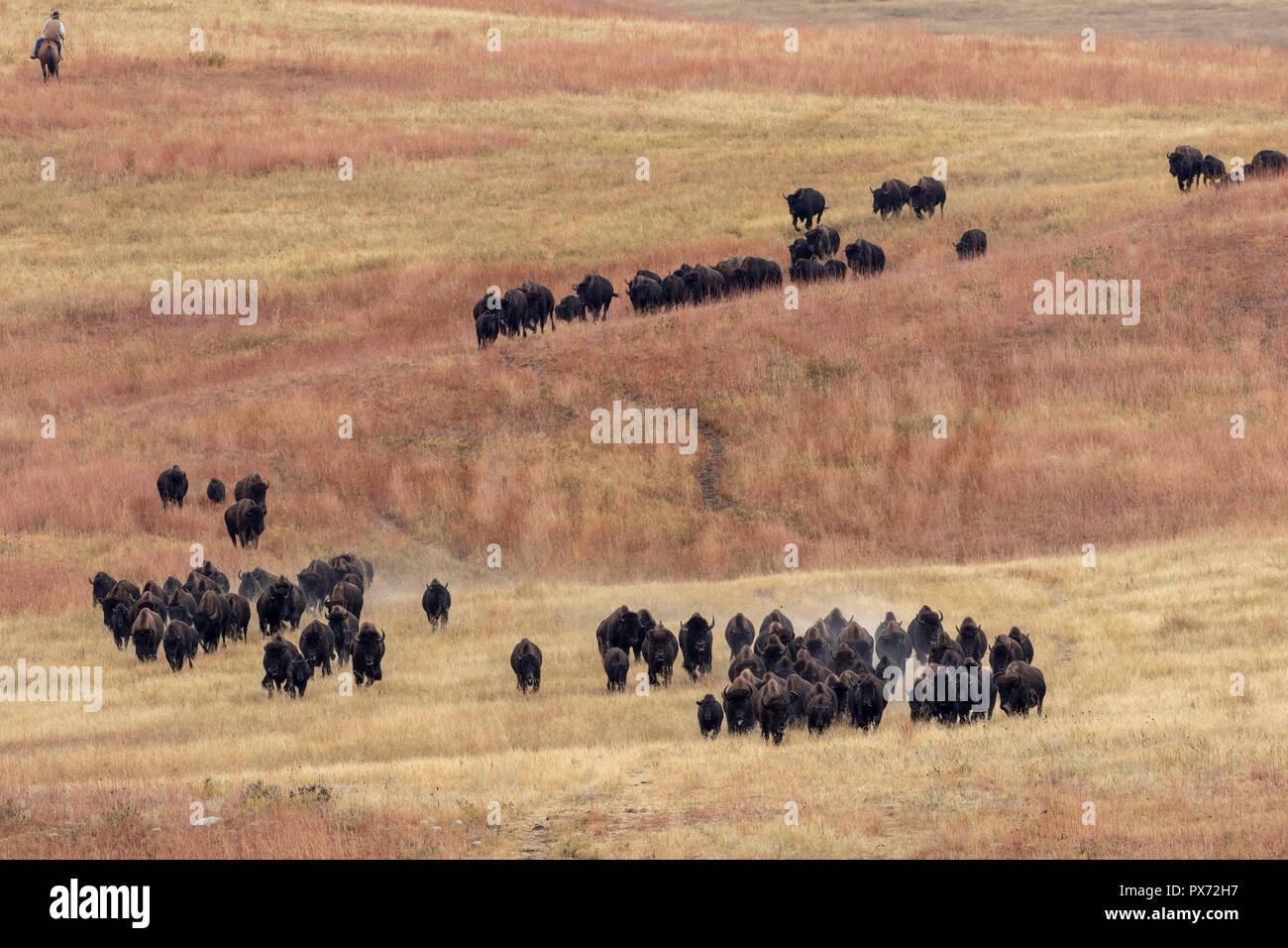 Buffalo Roundup im Custer State Park in South Dakota Stockfoto