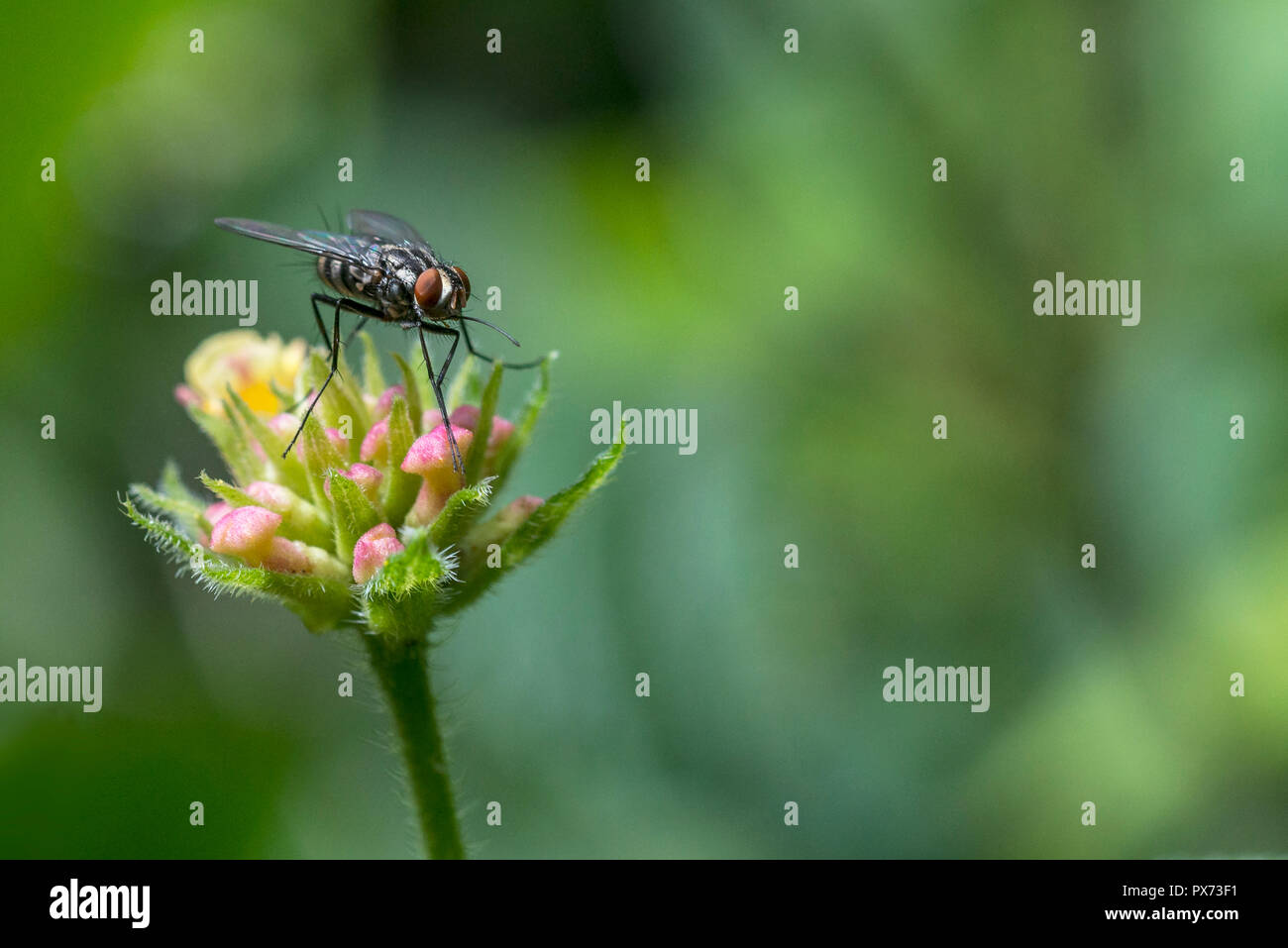 Braun fliegen auf natrual grüner Hintergrund, Makro mit der Vordergrund im Fokus Stockfoto