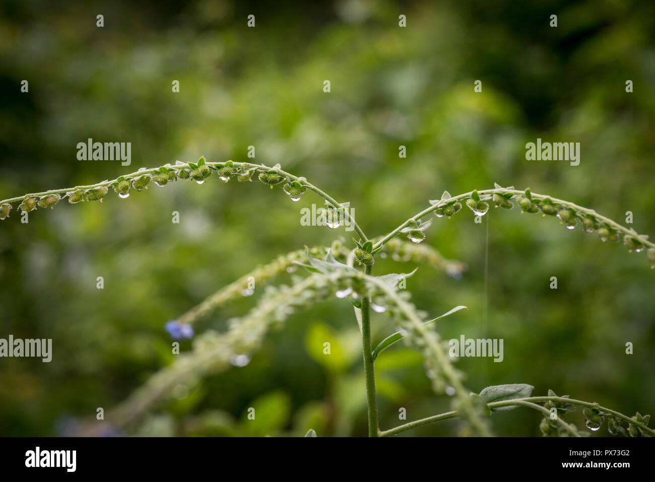 Lant mit kleinen blauen Blüten. Sie hängen fällt. Unfocused natürlichen Hintergrund Stockfoto