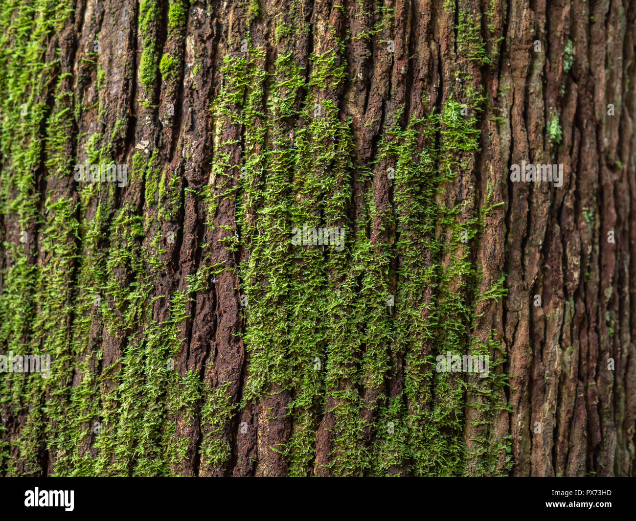 Moss-Abdeckung auf baumrinde Hintergrund. Close-up Moos Textur auf Baum Oberfläche. Stockfoto