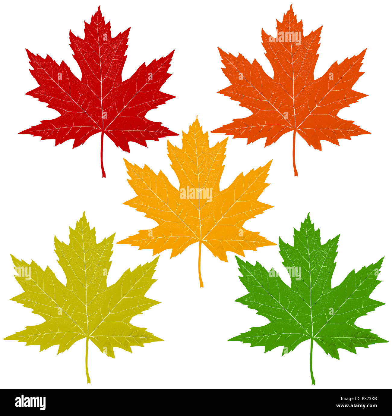 Blätter im Herbst mit einem roten Ahornblatt einschließlich orange gelb grün Symbole als saisonale Themen Konzept als Symbol des Mauerfalls Wetter auf Weiß. Stockfoto