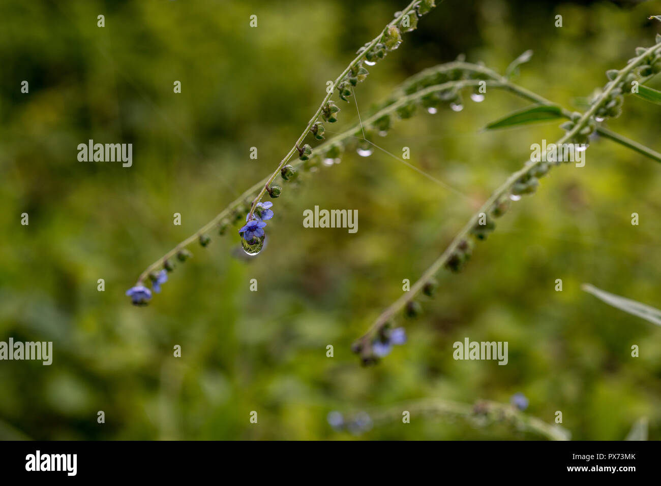 Lant mit kleinen blauen Blüten. Sie hängen fällt. Unfocused natürlichen Hintergrund Stockfoto