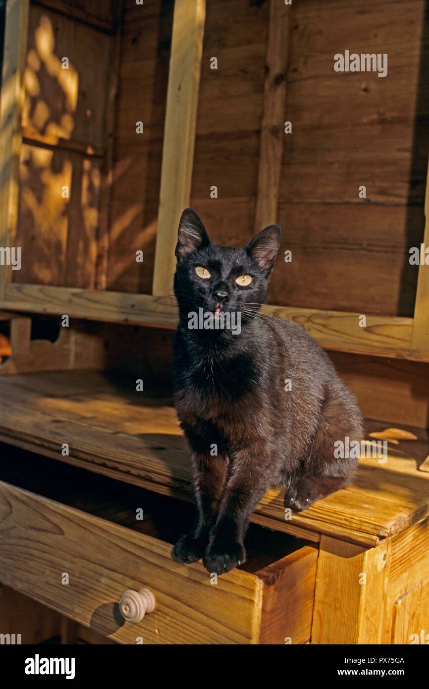 Schwarze Katze, Gatto Nero, Chat noir Stockfoto