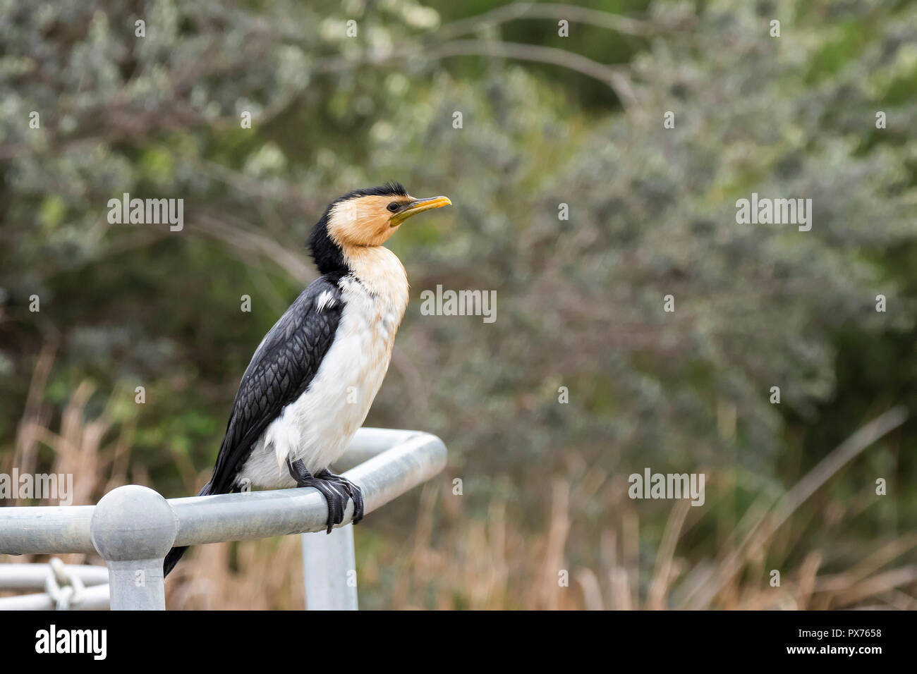 Wenig Pied Cormorant (Microcarbo melanoleucos) Stockfoto
