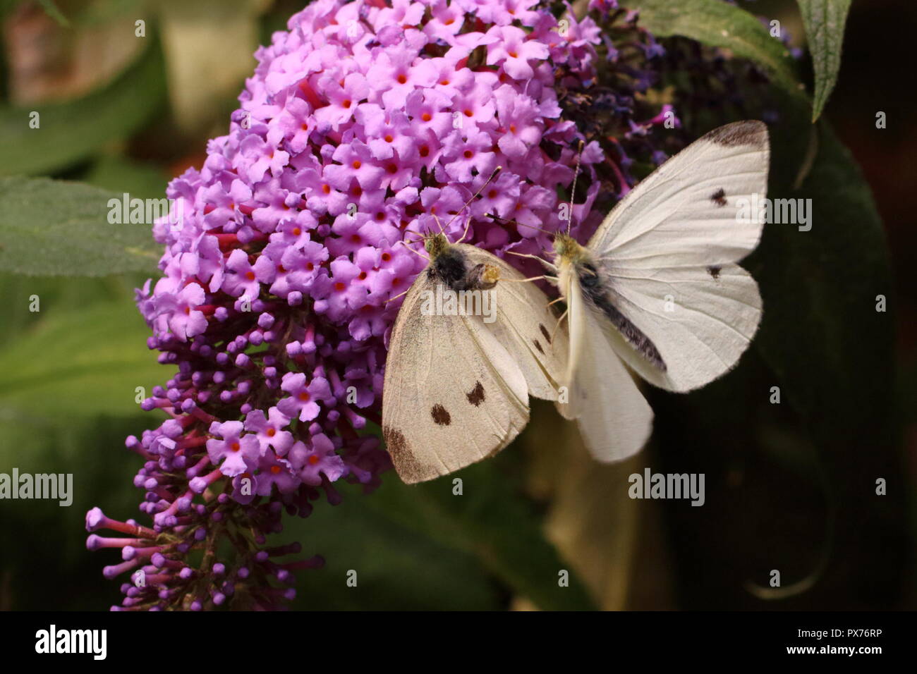 Kleine weiße Schmetterlinge Stockfoto