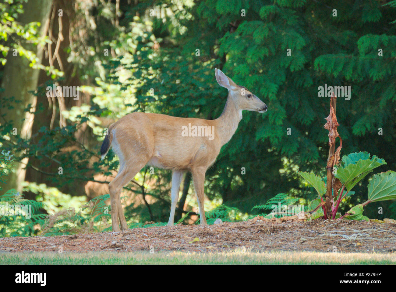 Hirsche im Hinterhof in Surrey, British Columbia, Kanada Stockfoto
