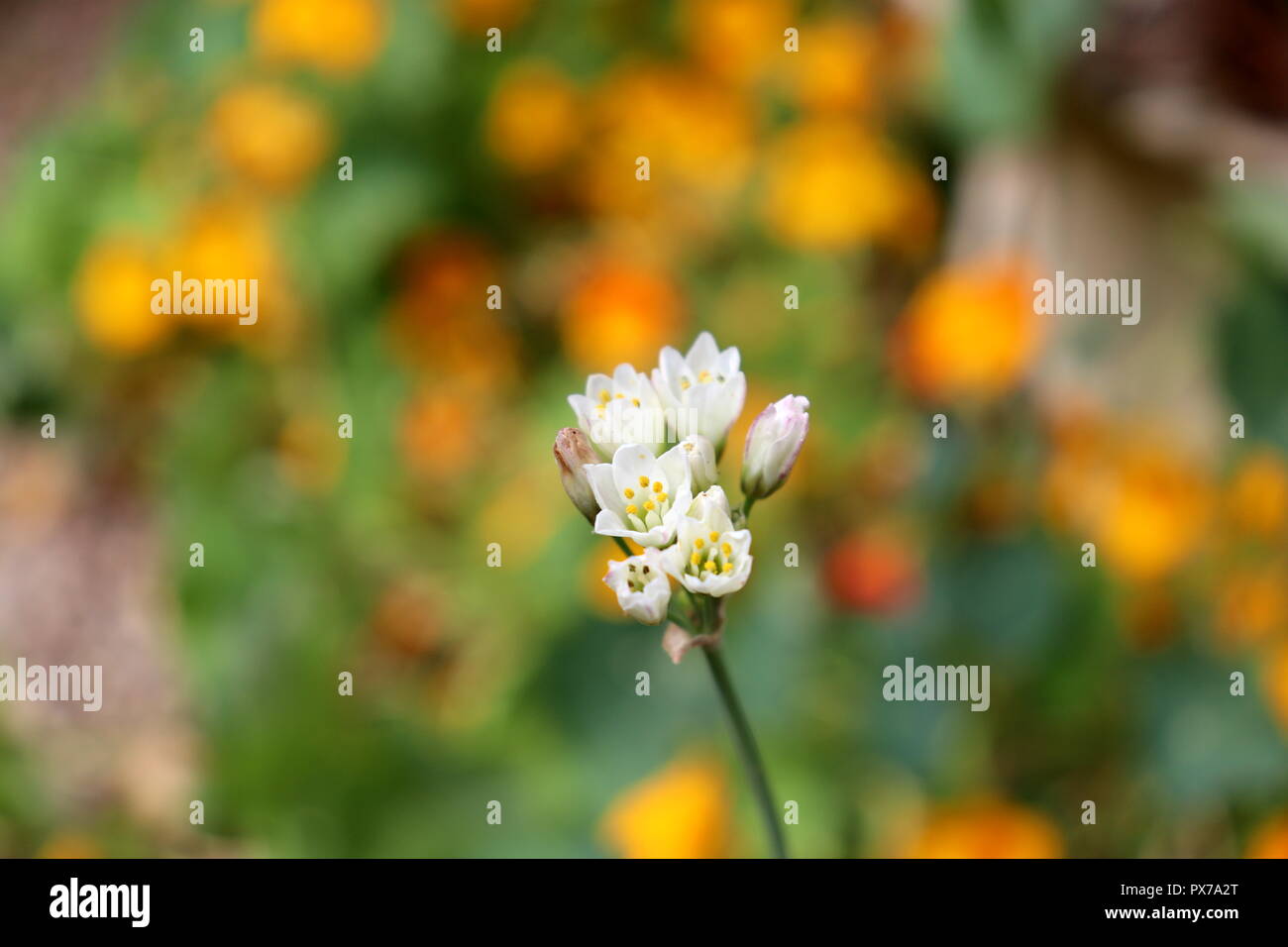 Eine einzelne weiße Blume steht gegen ein Meer von Orange: Diese einsame Blume wäre toll auf Kalender und Karten schauen Stockfoto