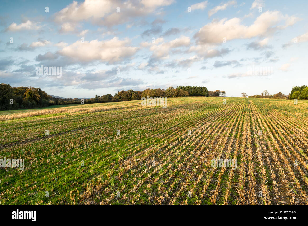 Einen frischen Schnitt Weizenfeld in Irland im Herbst Stockfoto