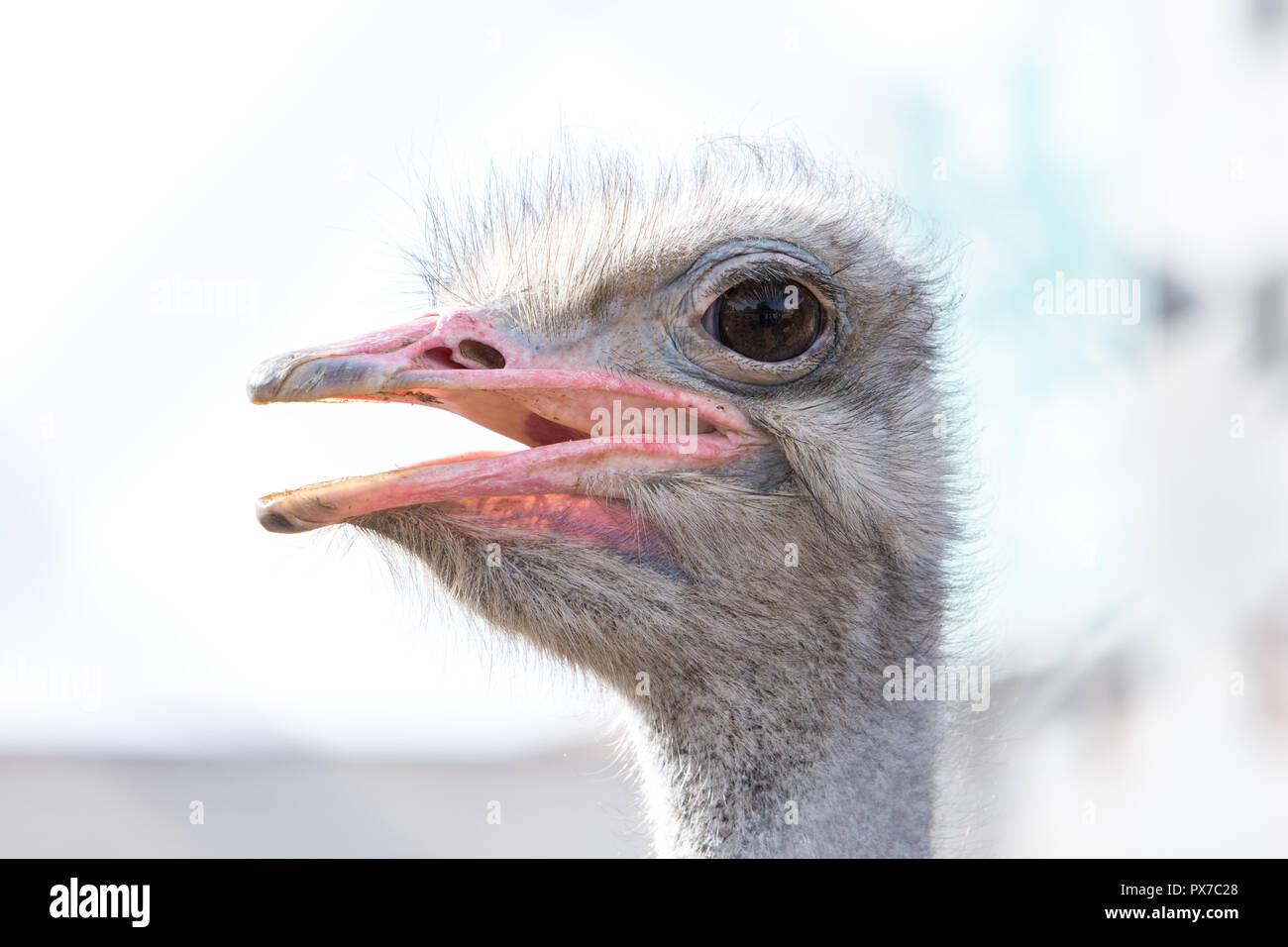 Nahaufnahme der Strauß Vogel mit offenem Mund, Gesicht, ein flugunfähiger Swift-afrikanische Vogel mit langem Hals, lange Beine, und zwei Zehen an jedem Fuß. Es Stockfoto