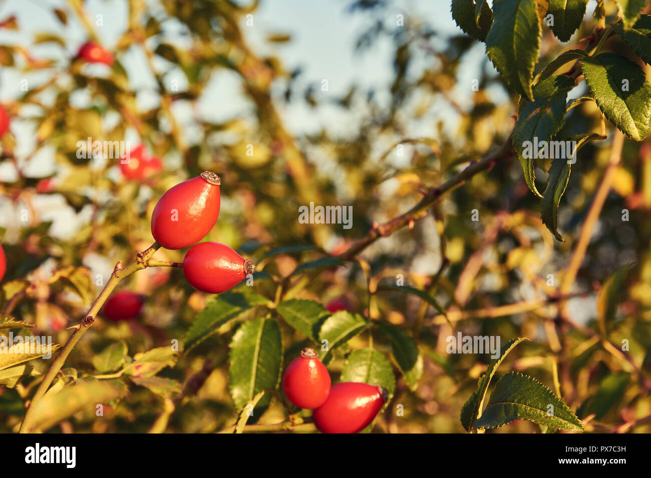 Detaillierte Ansicht von vier Hagebutten auf Büschen unter die Blätter für Sonnenlicht Herbst Tag mit blauen Himmel im Hintergrund Stockfoto