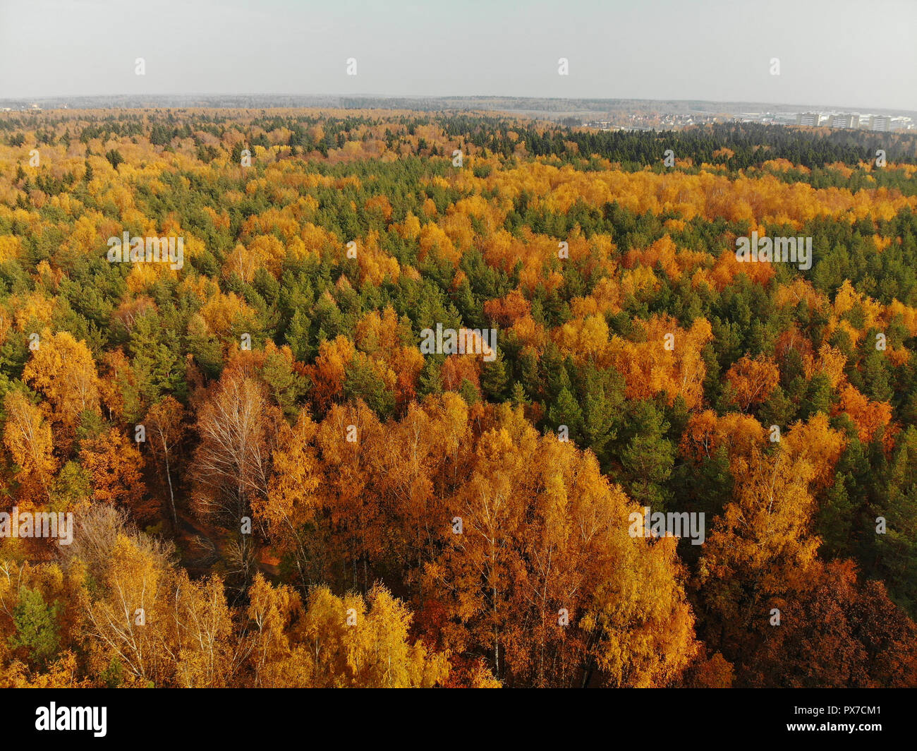 Blick von oben auf die schönen Herbst Wald mit Laub- und Nadelgehölze Stockfoto