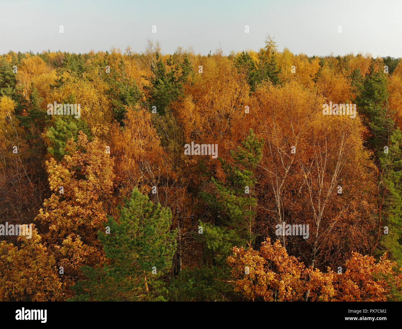 Blick von oben auf die schönen Herbst Wald mit Laub- und Nadelgehölze Stockfoto