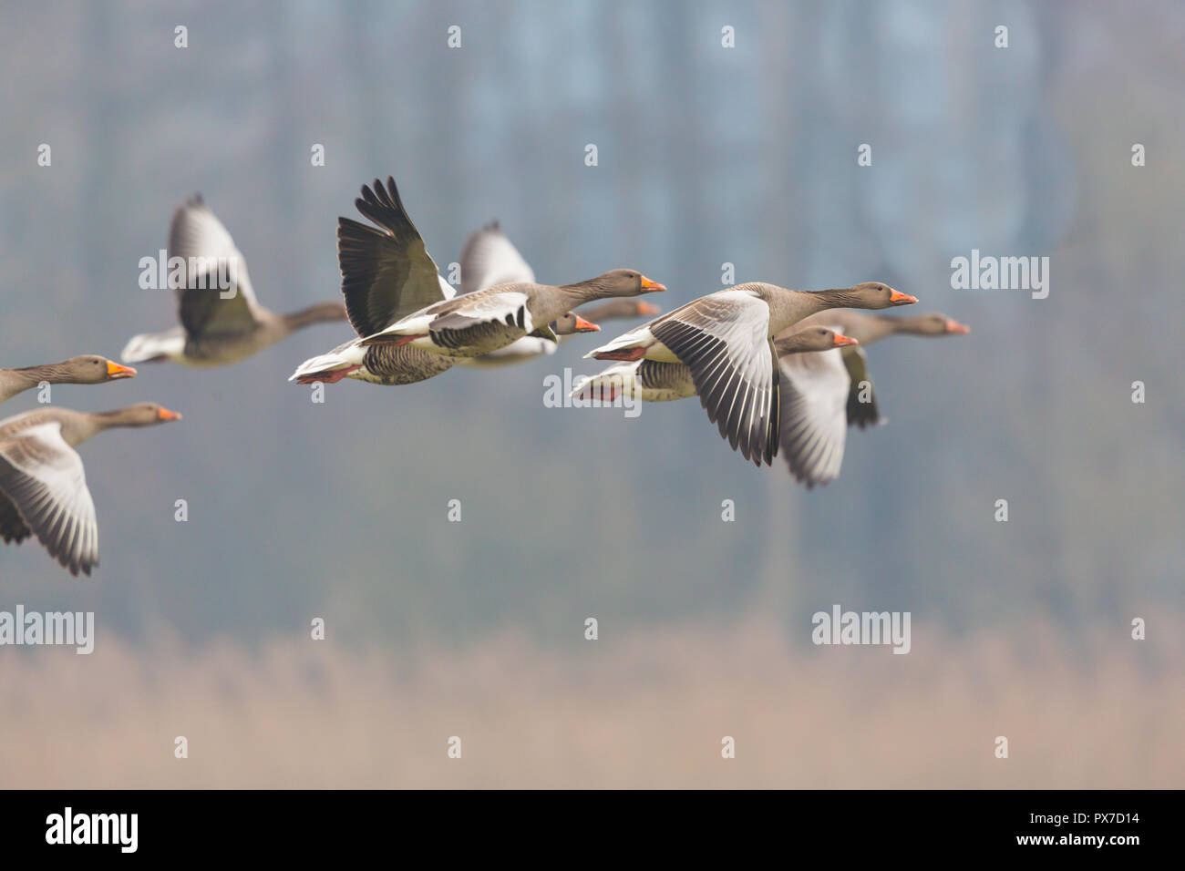 Graugänse (Anser anser) Über Reed fliegen, Bäume im Hintergrund Stockfoto