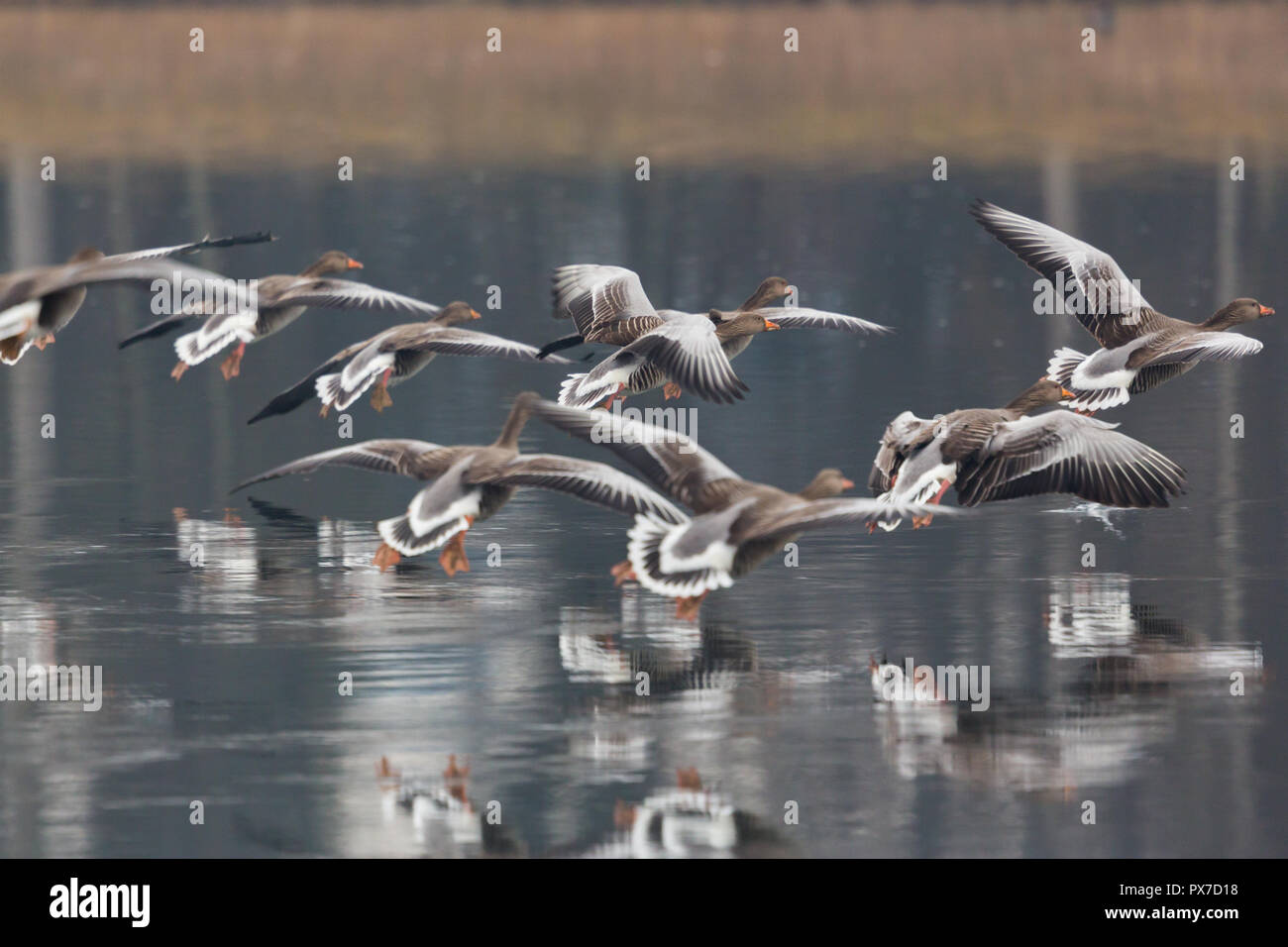 Mehrere reflektierte Graugänse (Anser anser) im Flug über Wasser, Flügeln, Stockfoto
