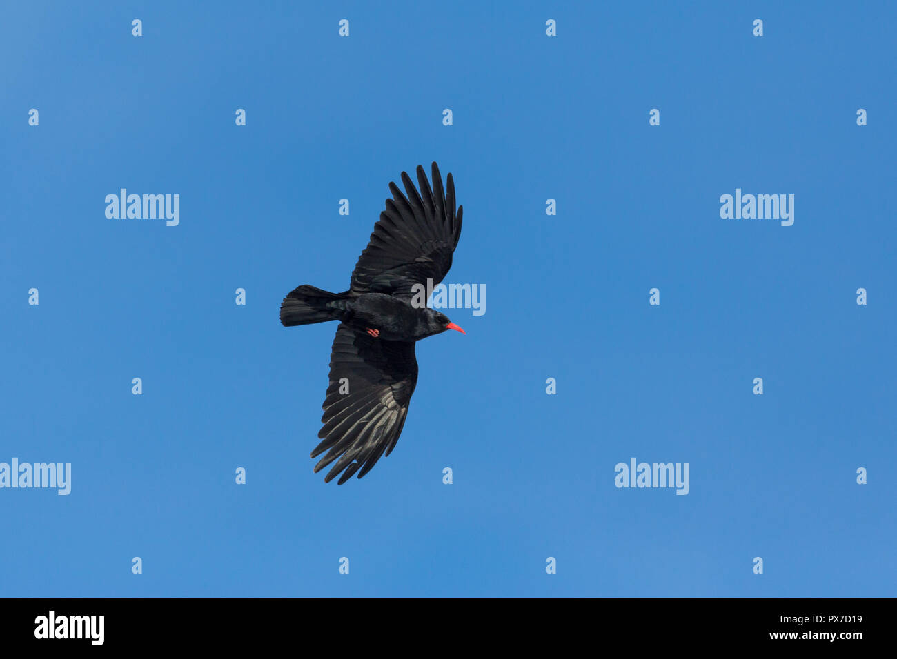 Red-billed chough (Pyrrhocorax pyrrhocorax) Im Flug im blauen Himmel Stockfoto