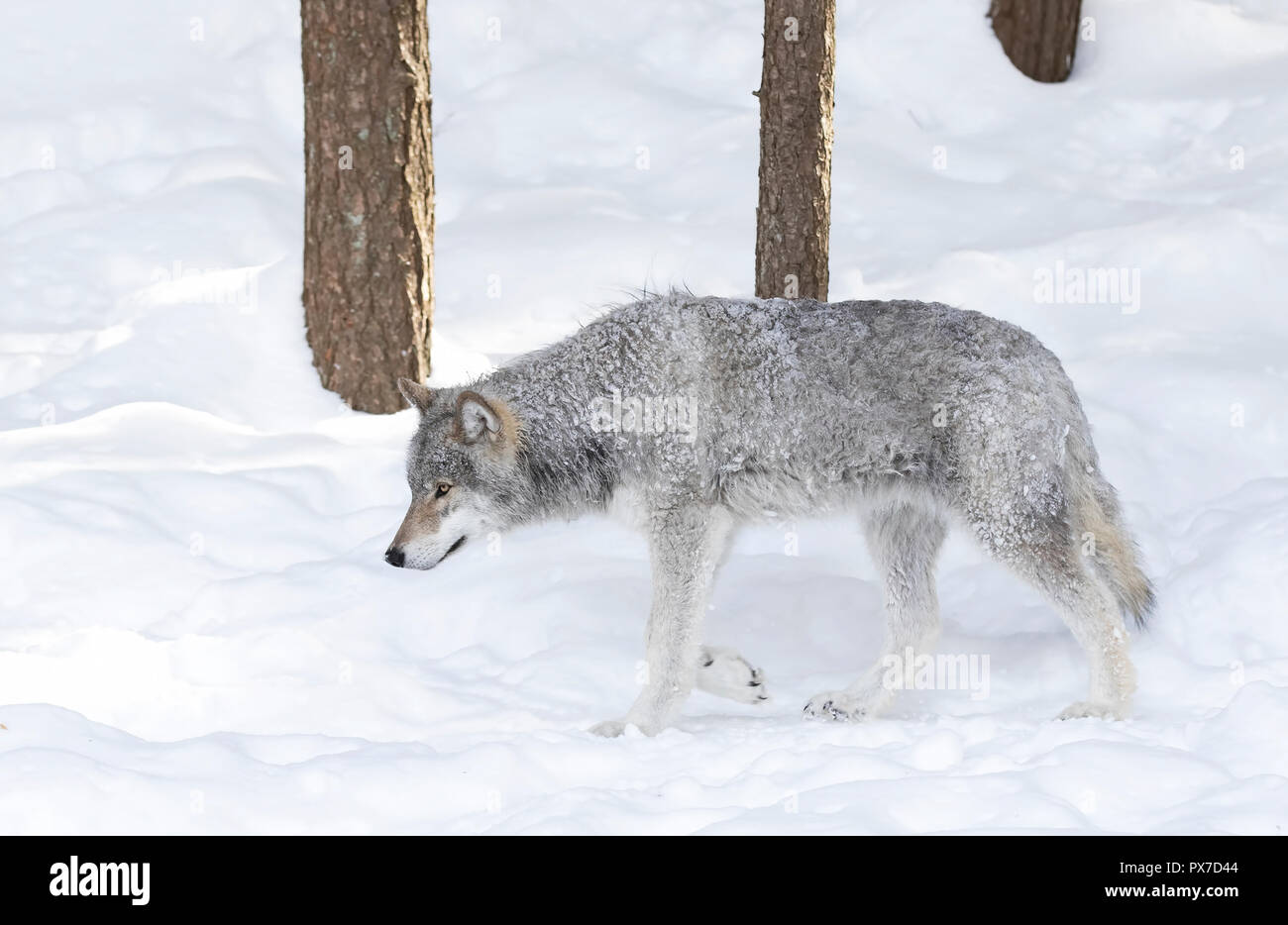 Ein einsamer Timber Wolf oder grauen Wolf (Canis lupus) wandern im Winter Schnee in Kanada Stockfoto