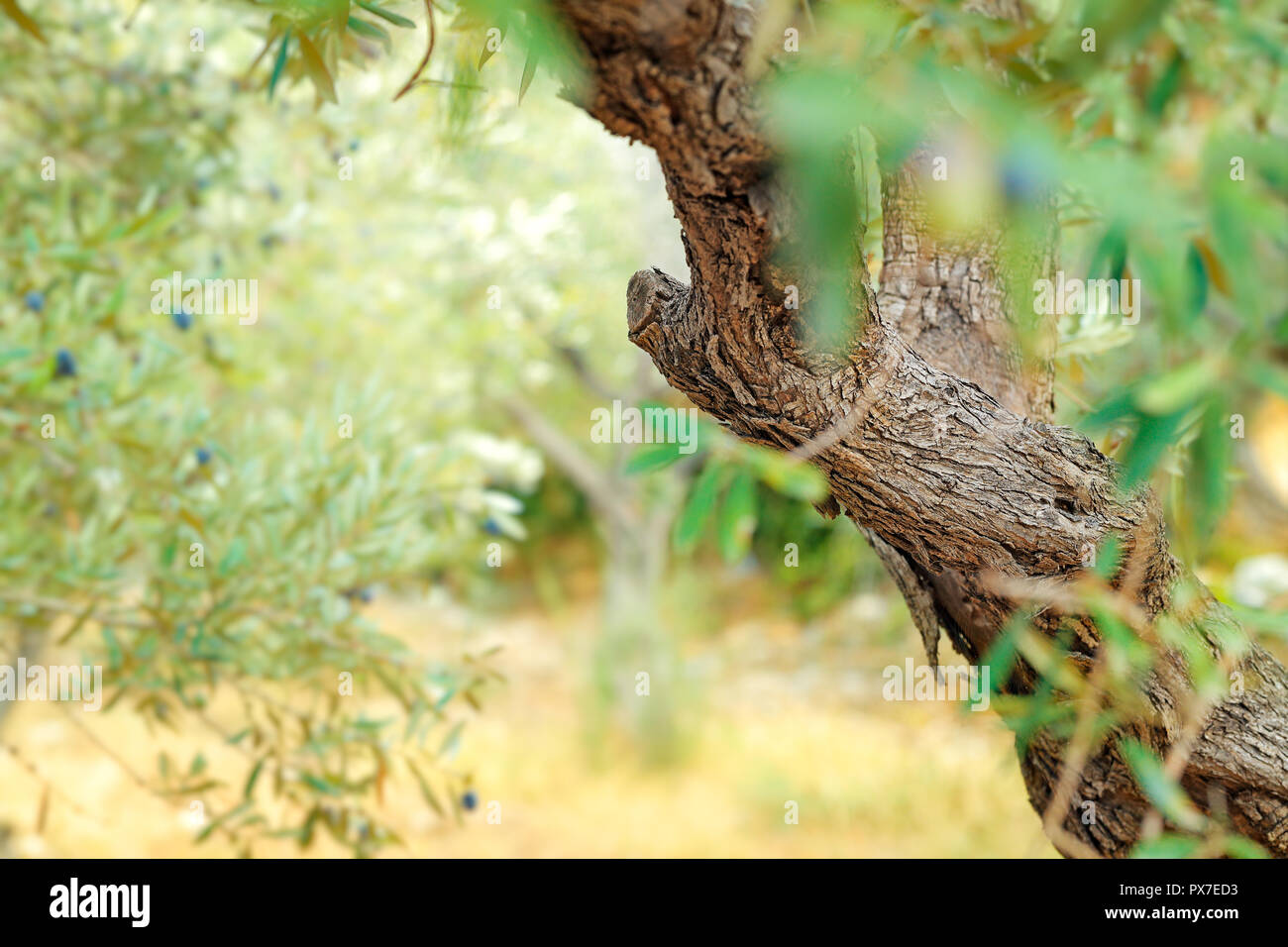 Oliven Baum Garten, Herbst Erntezeit, gesunde organische Ernährung, traditionelle mediterrane Früchte, Landwirtschaft und Anbau Konzept Stockfoto