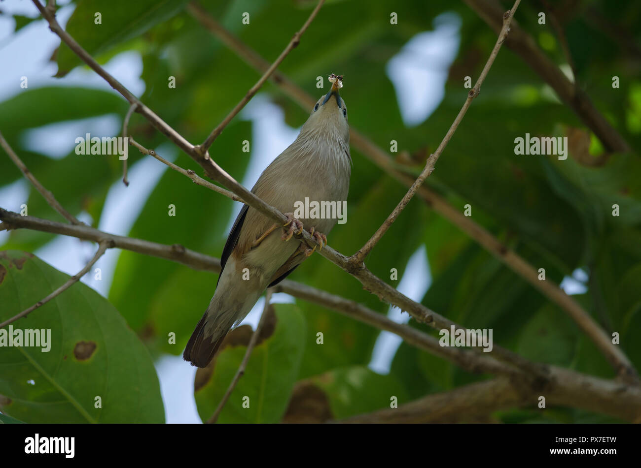 Kastanien-tailed Starling Vogel (Sturnus malabaricus) stehen auf den Zweig in der Natur, Thailand Stockfoto