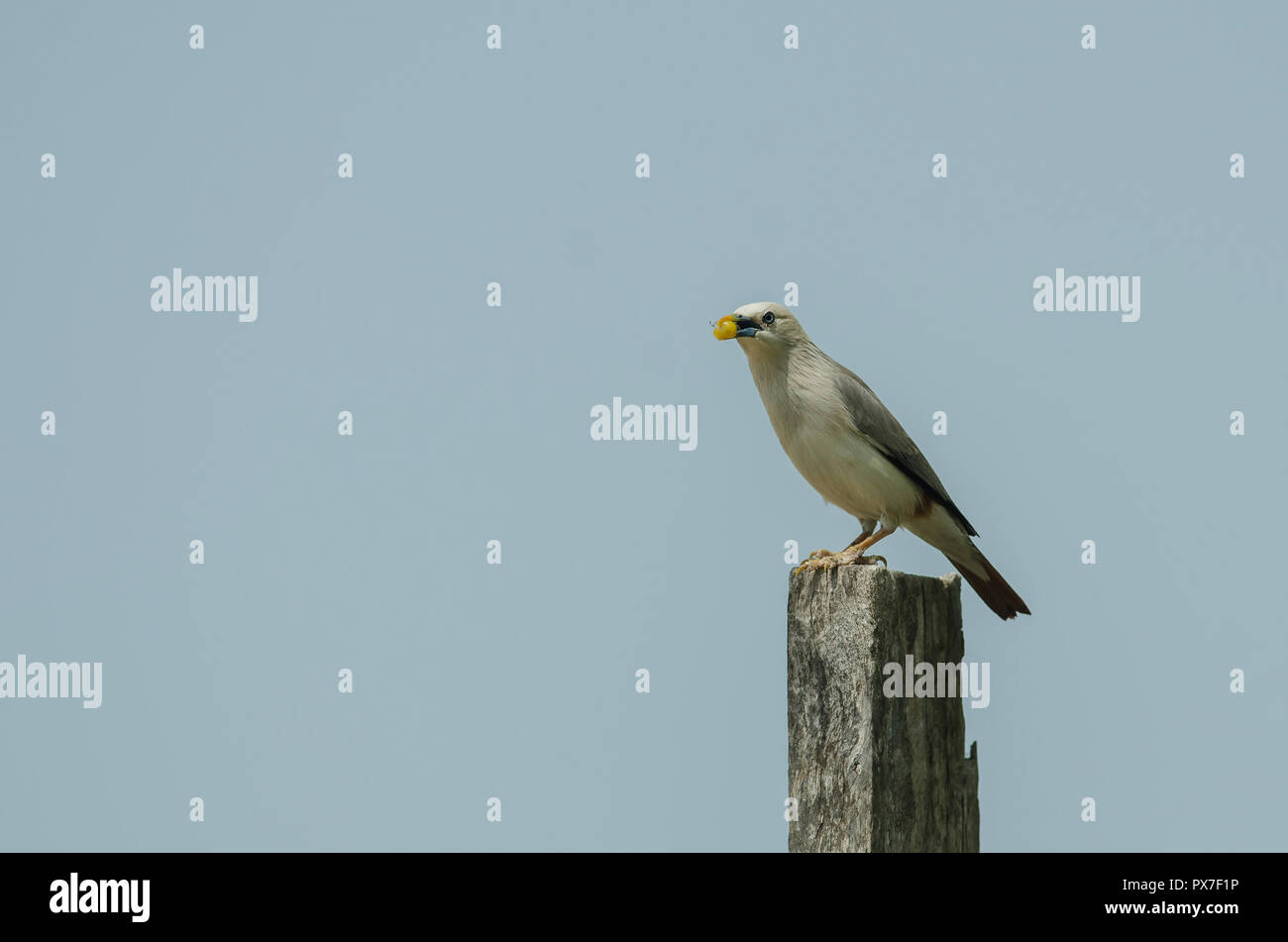 Kastanien-tailed Starling Vogel (Sturnus malabaricus) stehen auf den Zweig in der Natur, Thailand Stockfoto