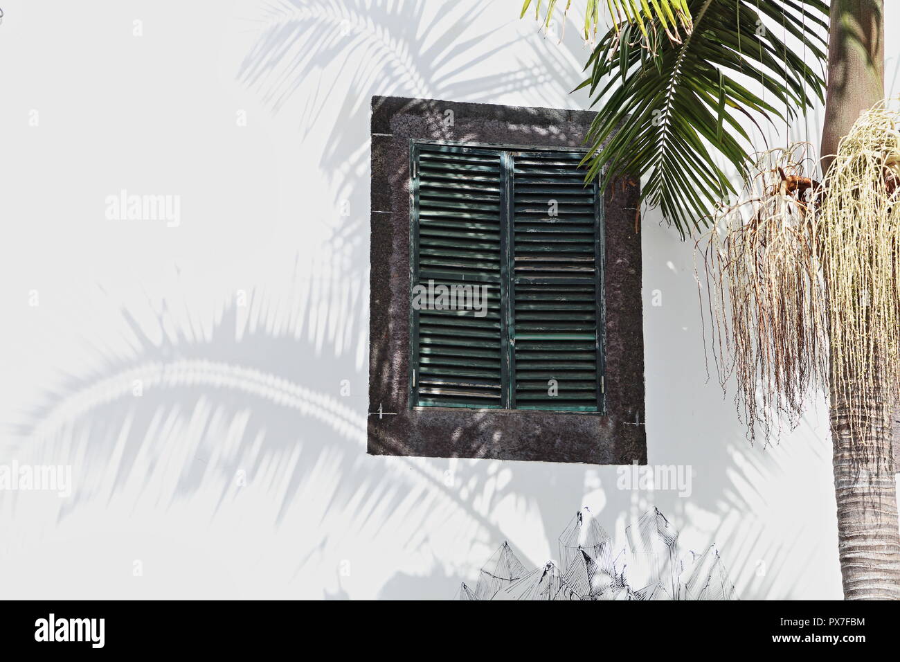Palmen Schatten gegen getünchte Wand, Funchal, Madeira Stockfoto