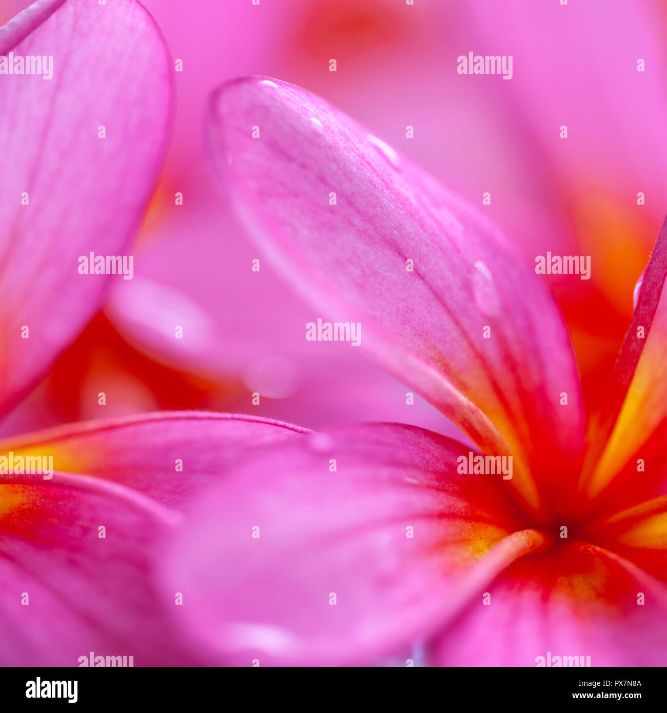 Pink und Gelb plumeria, blühende Pflanzen in der dogbane Family - Frangipani mit Wassertropfen. Stockfoto
