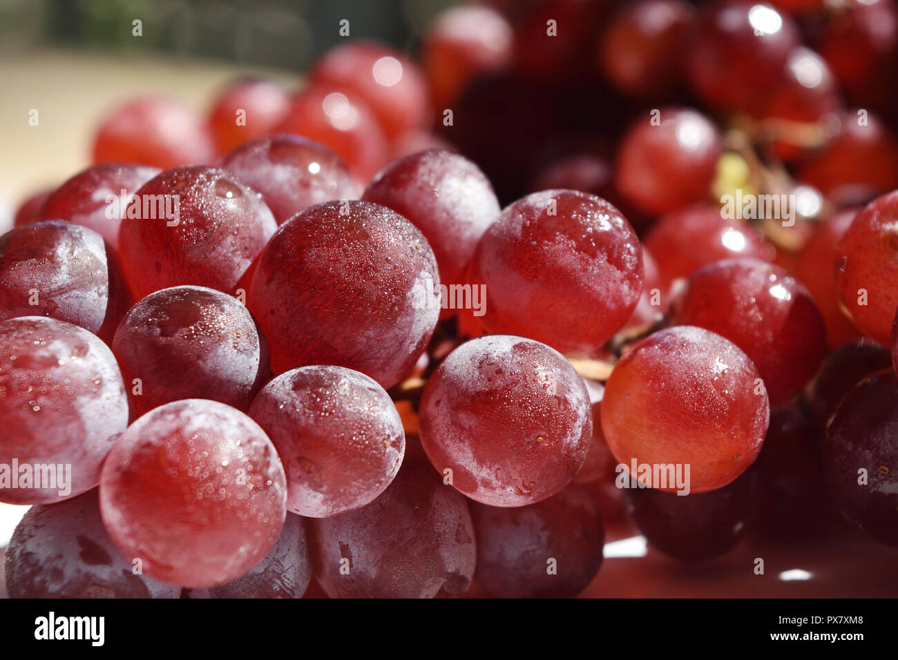 Gruppe der roten Traube Frucht mit Wassertropfen auf der Oberfläche, die Frucht ist als Essen und Wein Produktion gegessen Stockfoto