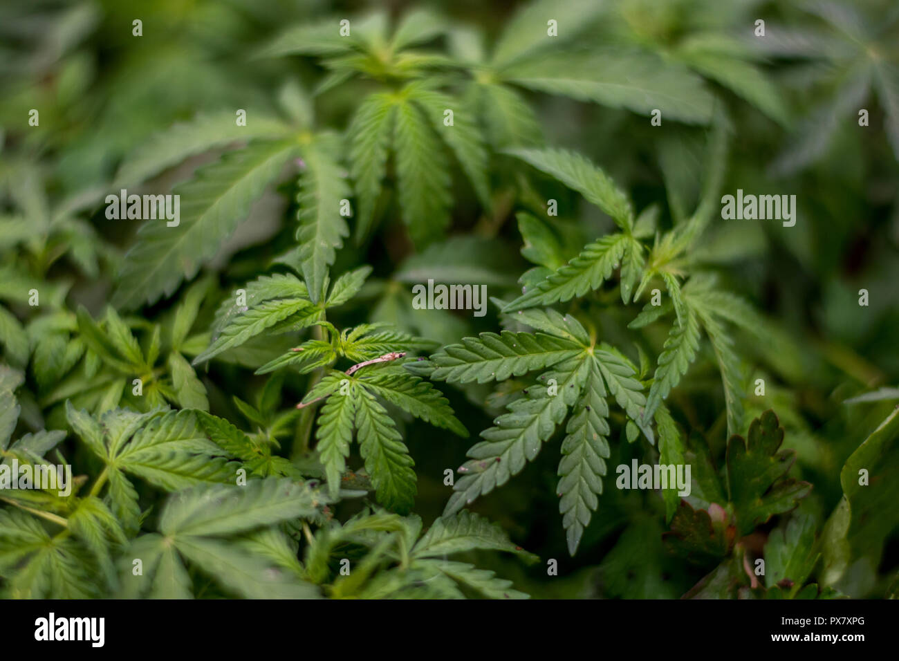 Feld von Cannabis in Indien Stockfoto