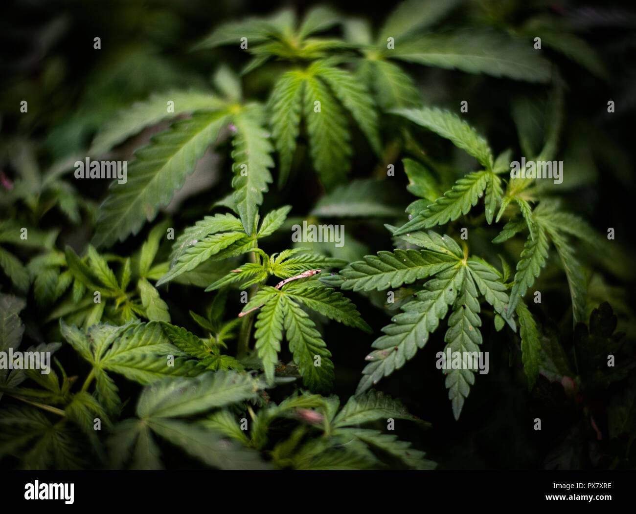 Feld von Cannabis in Indien Stockfoto