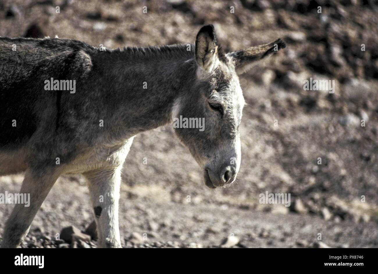 Esel, Namibia Stockfoto