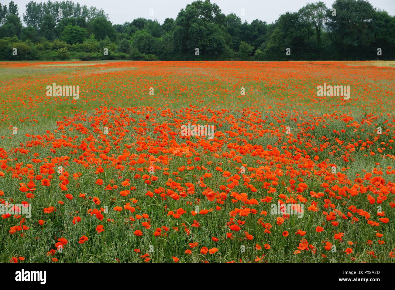 Bereich der leuchtend rote Mohnblumen in voller Blüte im Land an einem bewölkten Tag Stockfoto